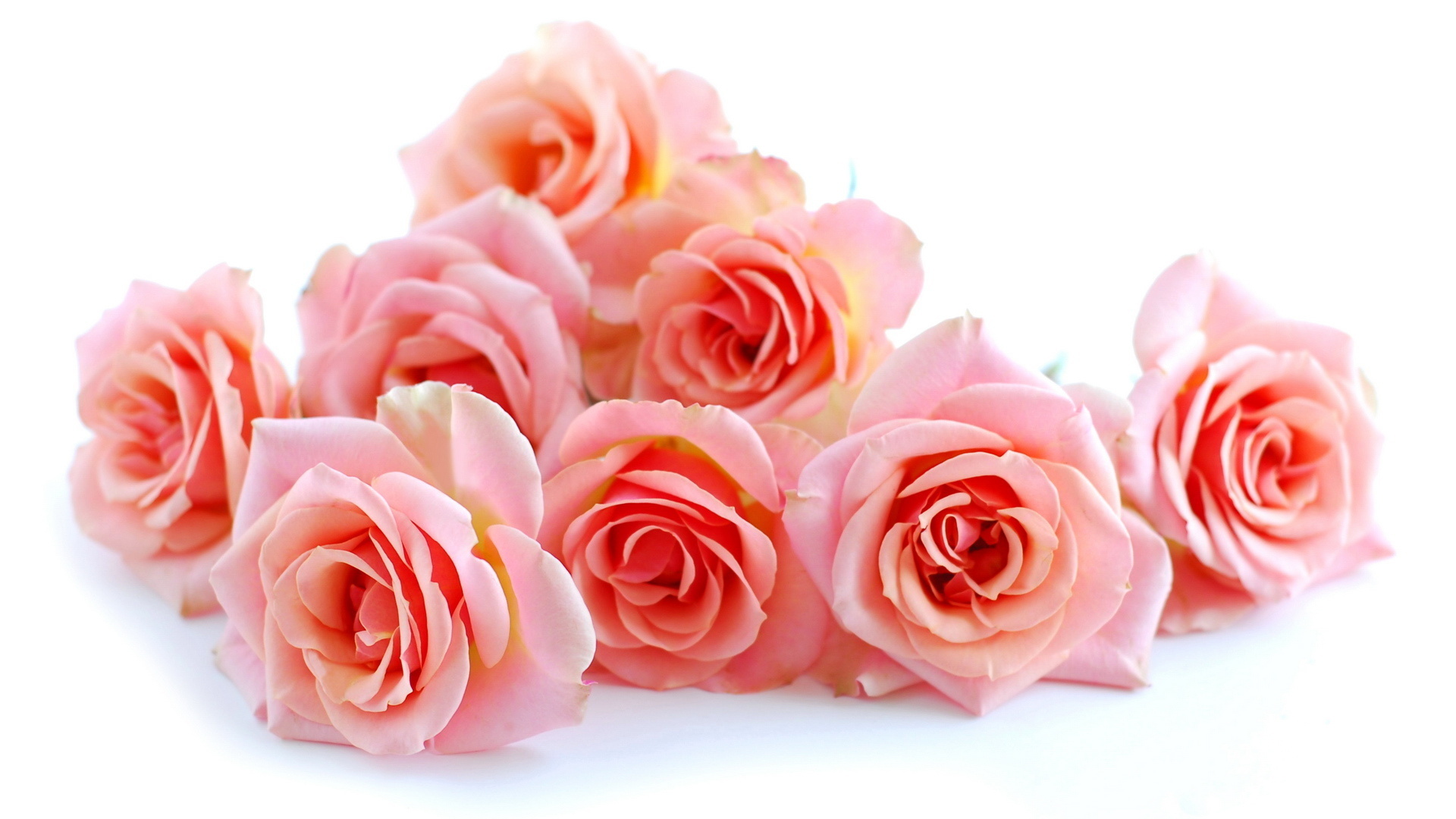 Download mobile wallpaper Rose, Earth, Pink Flower, Pink Rose for free.