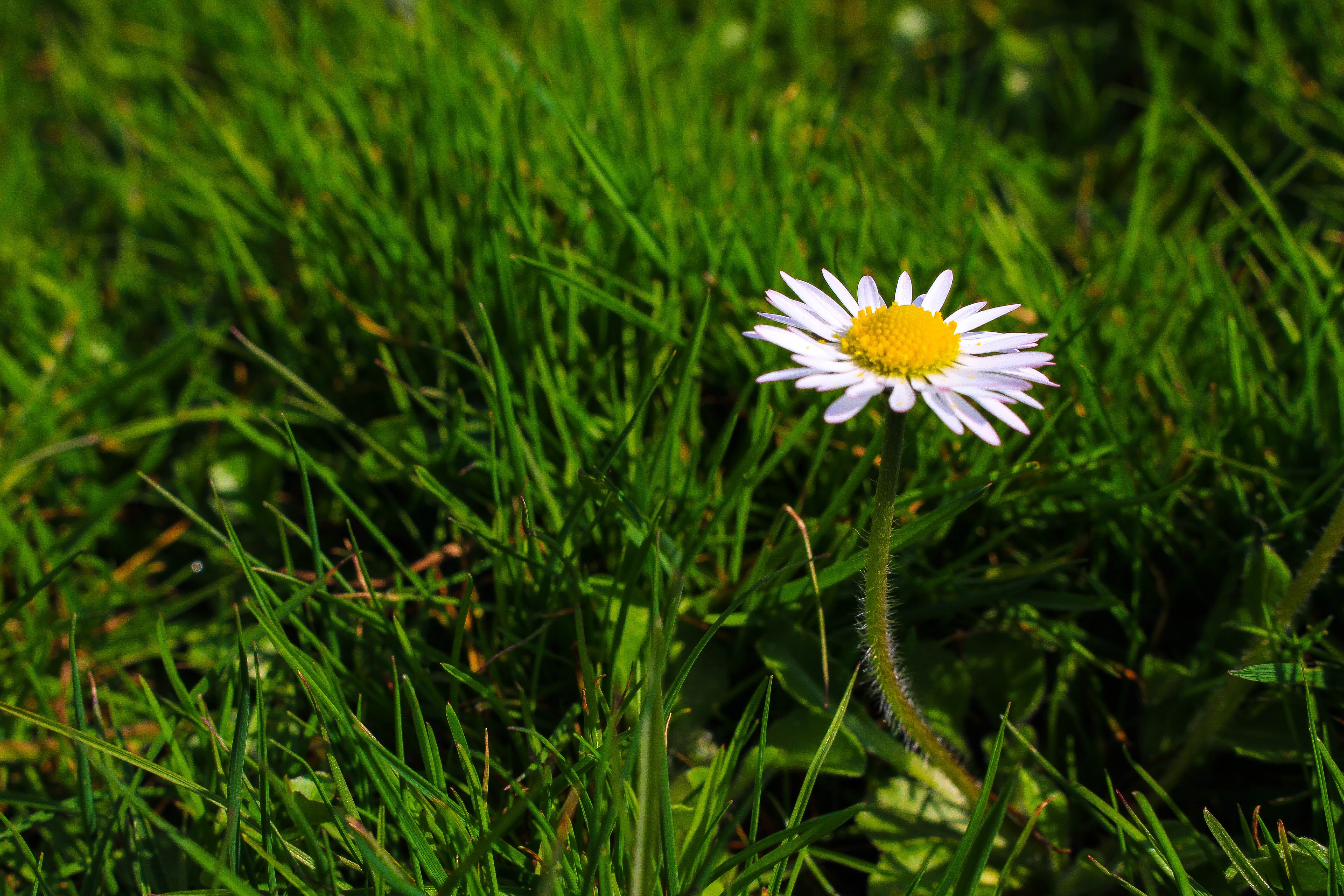 Free download wallpaper Nature, Flowers, Grass, Flower, Earth, White Flower on your PC desktop