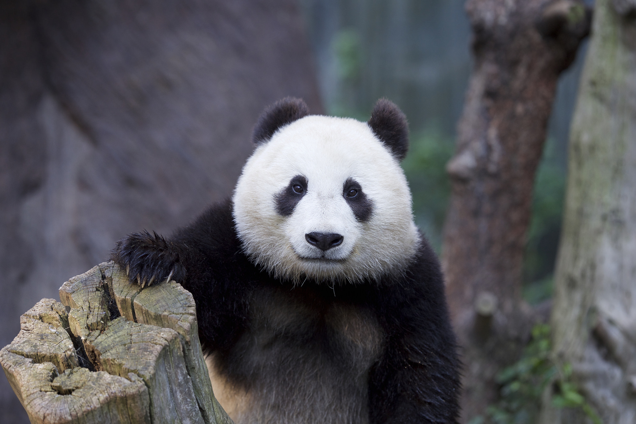 Descarga gratuita de fondo de pantalla para móvil de Animales, Gracioso, Panda.