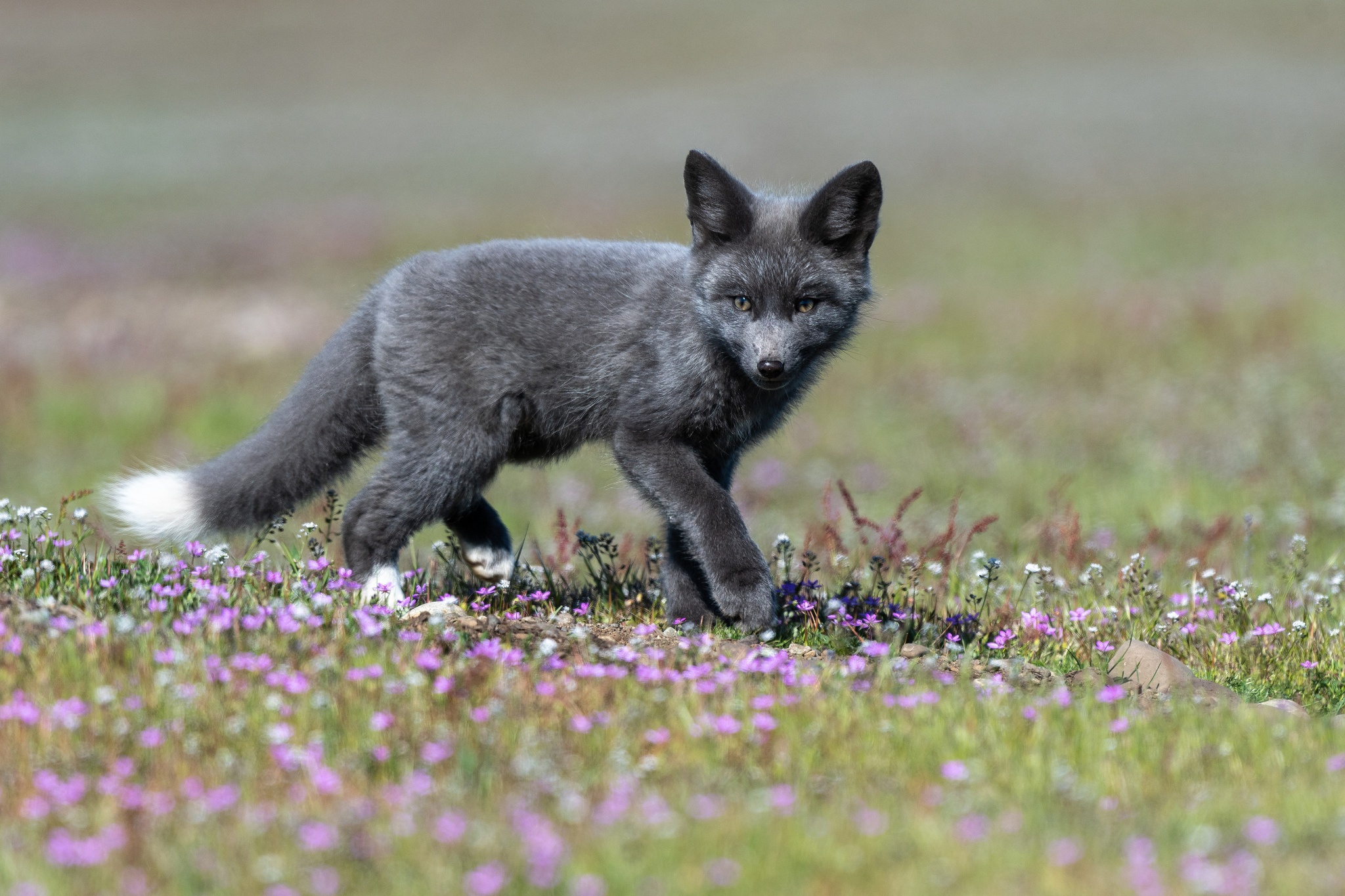 Free download wallpaper Fox, Animal, Baby Animal on your PC desktop