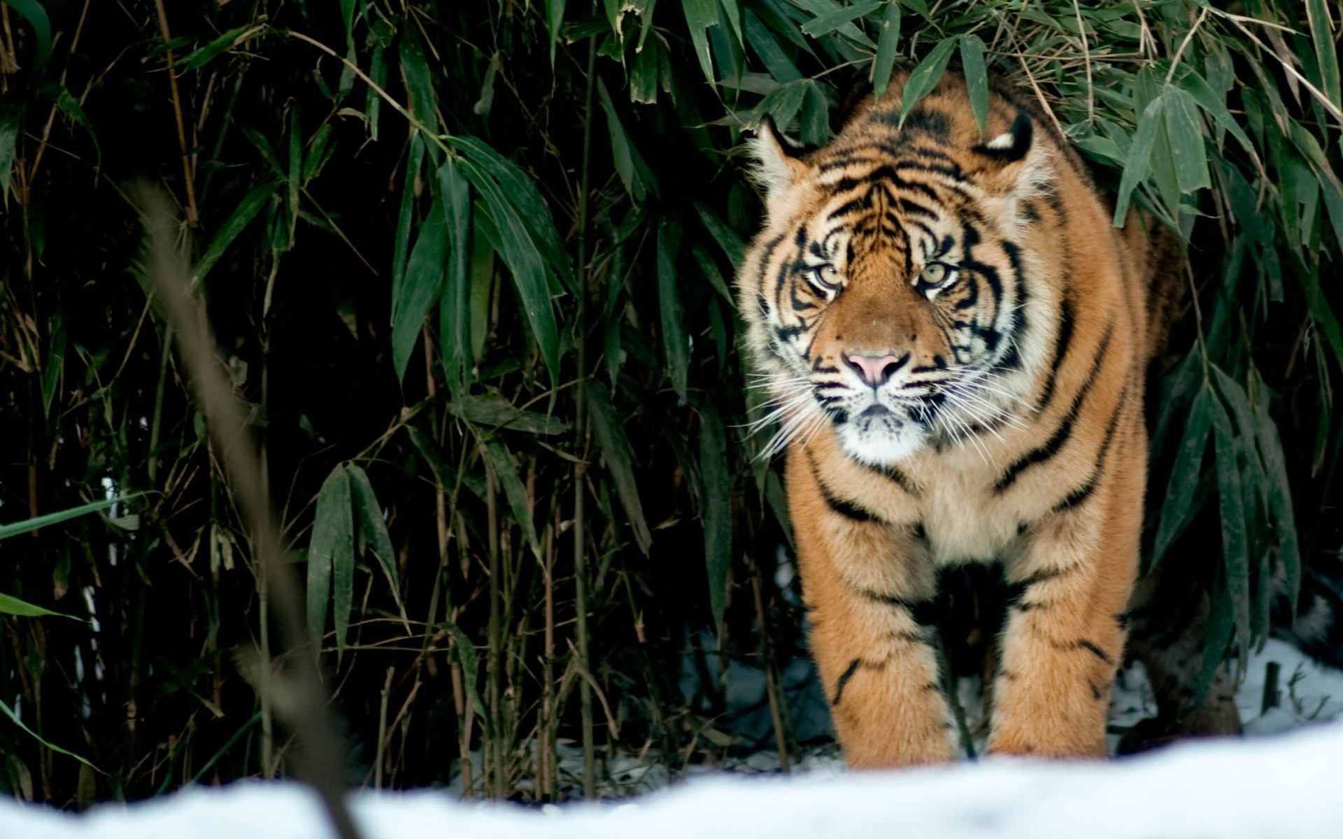 Téléchargez gratuitement l'image Animaux, Tigre sur le bureau de votre PC