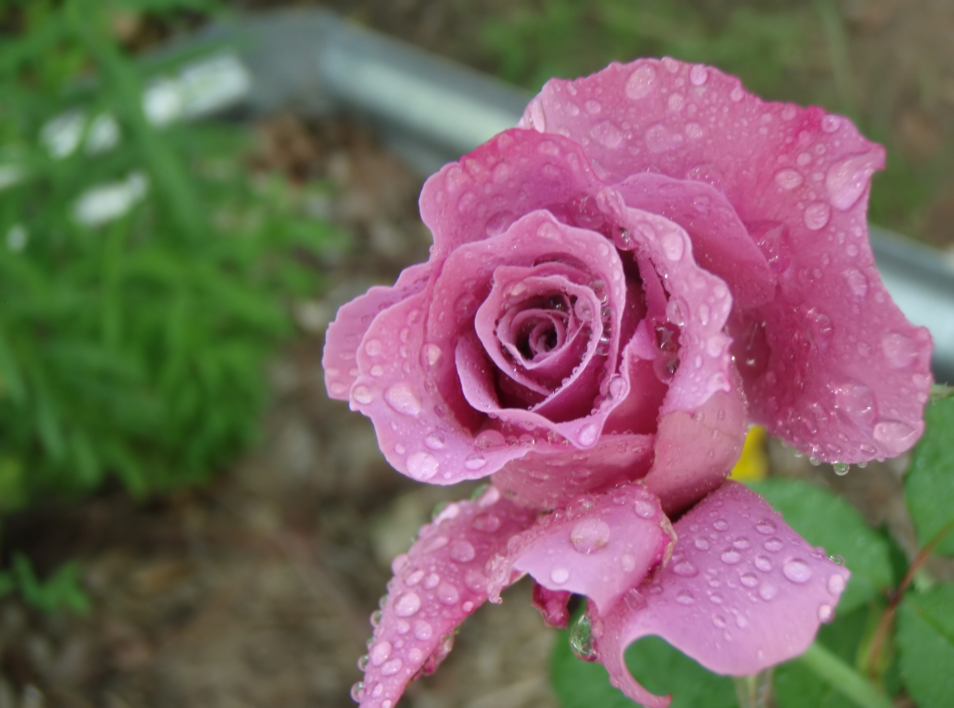 Téléchargez des papiers peints mobile Fleurs, Rose, Terre/nature, Goutte D'eau gratuitement.