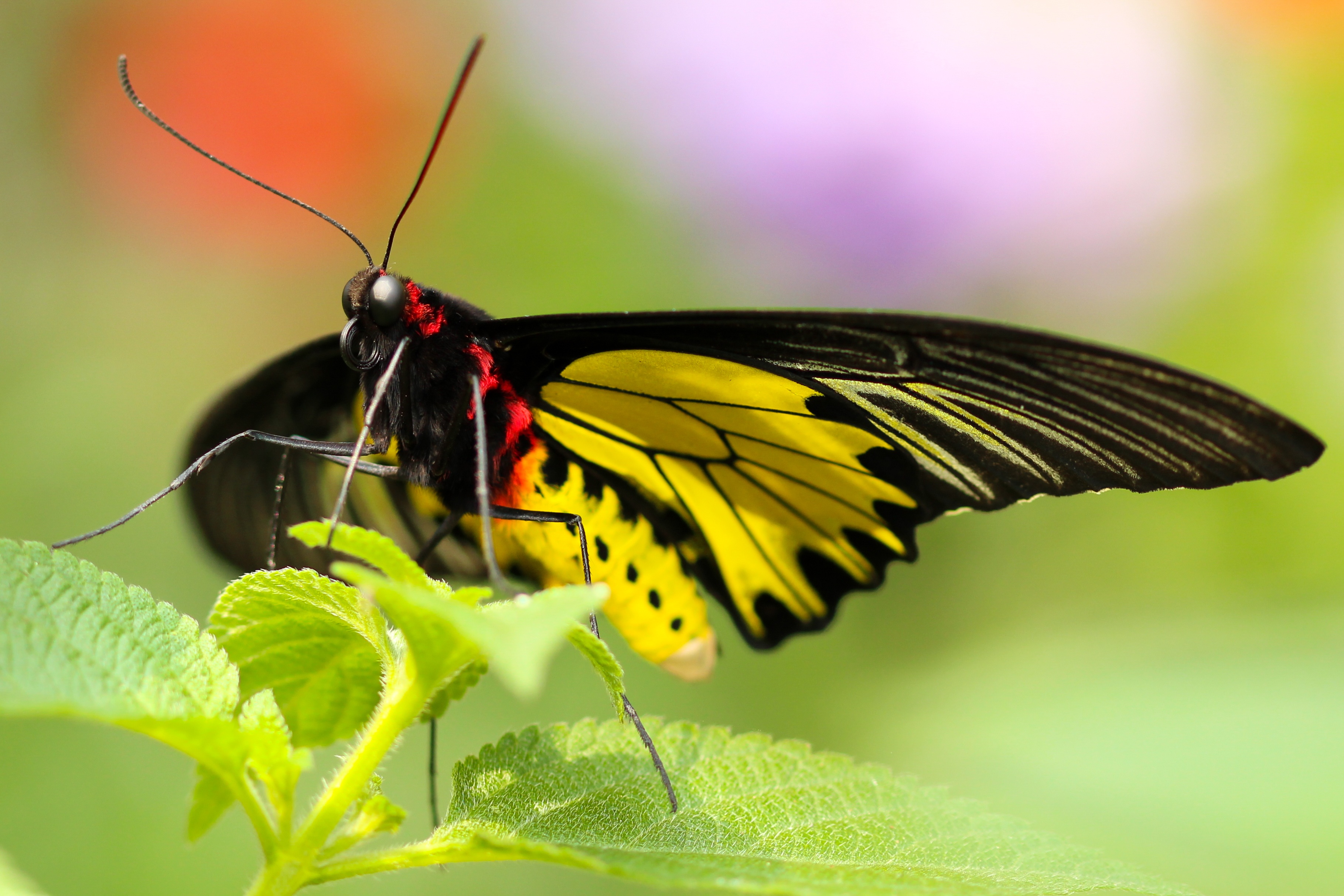 Free download wallpaper Macro, Close Up, Bright, Butterfly on your PC desktop