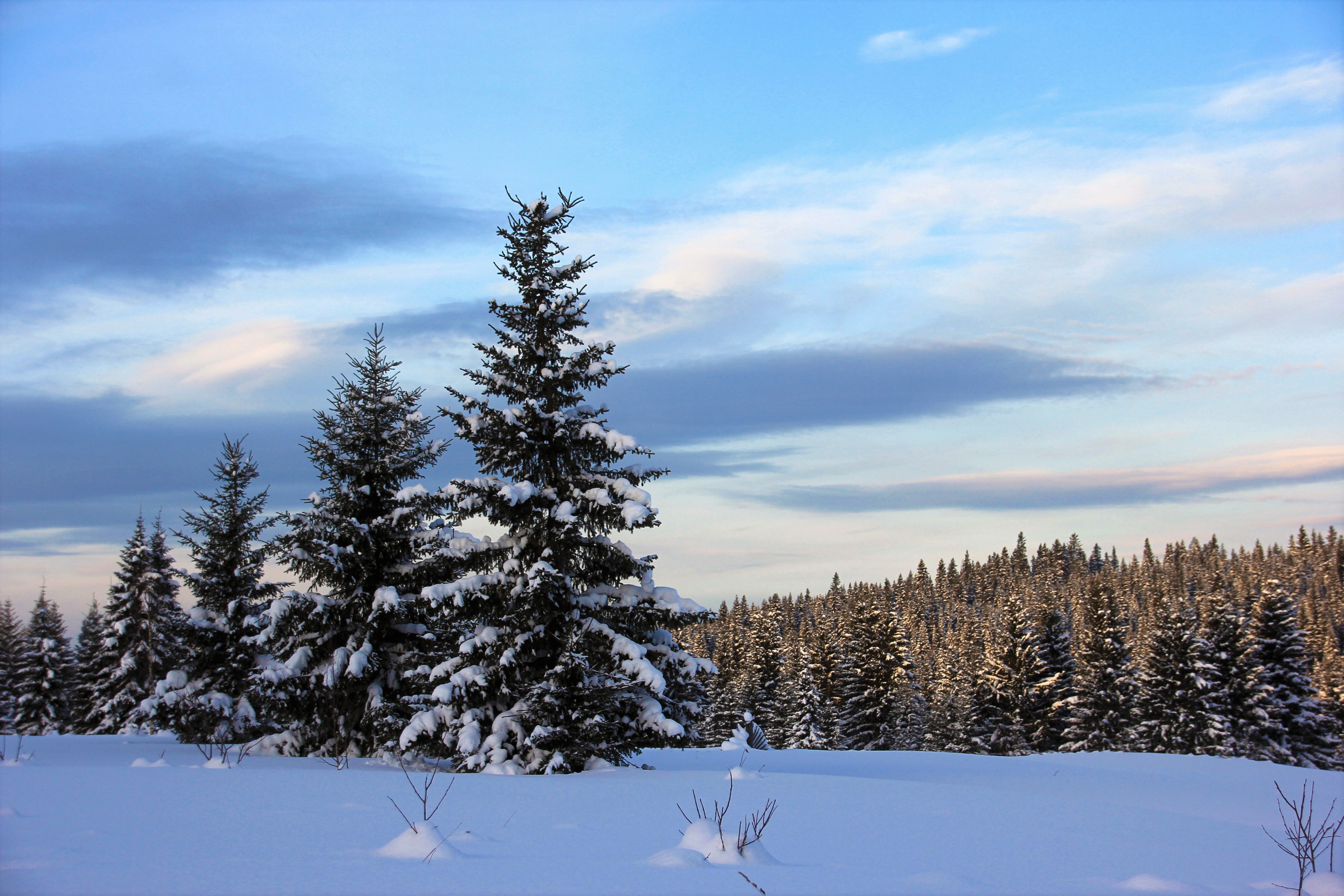 Free download wallpaper Winter, Snow, Tree, Earth on your PC desktop