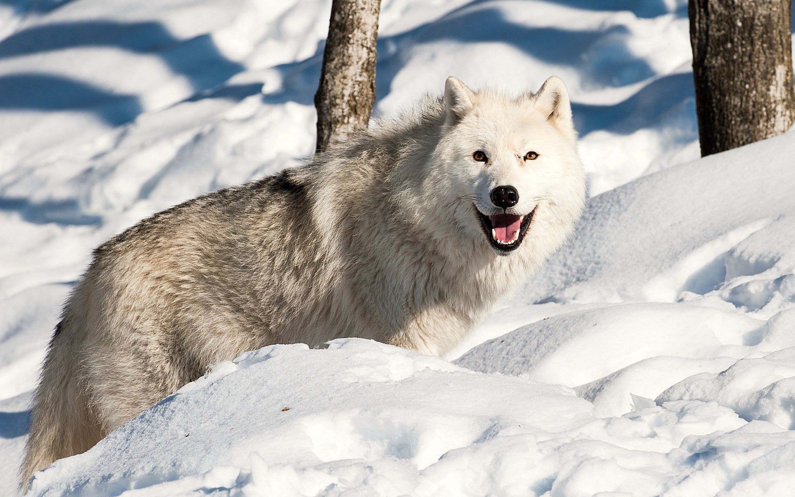 Скачати мобільні шпалери Сніг, Пес, Тварини, Собака, Зима, Вовк безкоштовно.