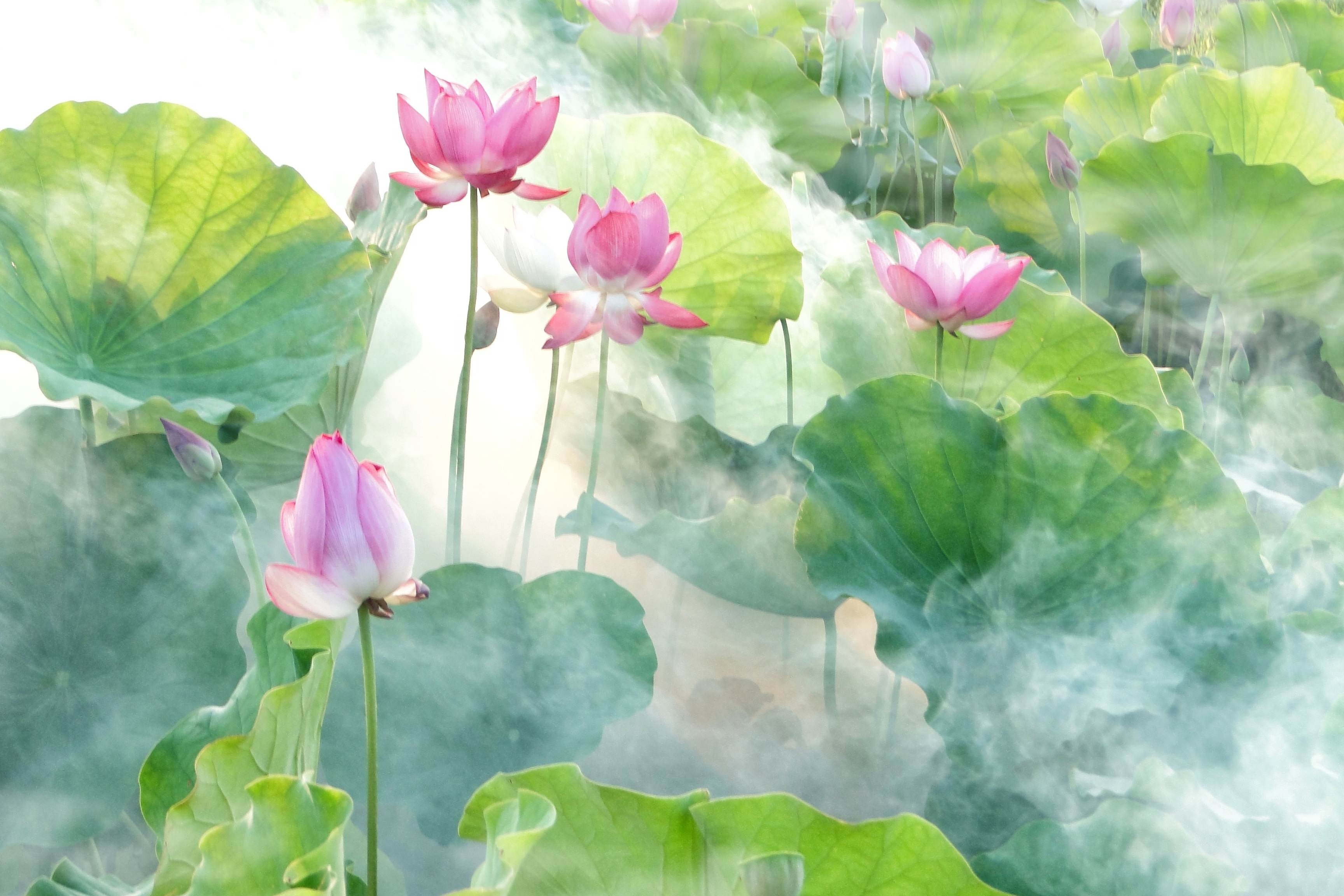 Download mobile wallpaper Flowers, Lotus, Flower, Fog, Earth, Pink Flower for free.