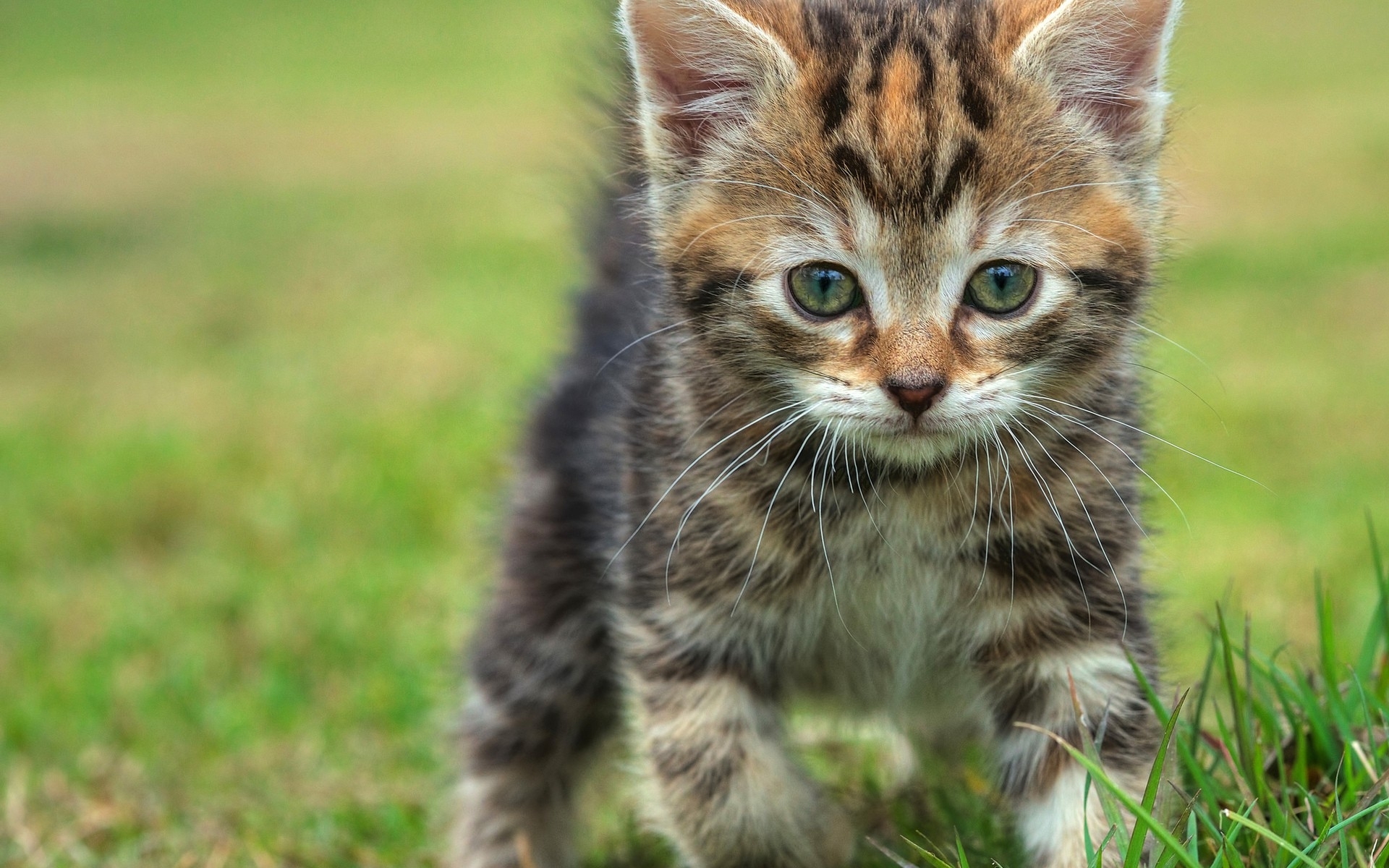 PCデスクトップに動物, ネコ, 子猫, 可愛い, 顔画像を無料でダウンロード