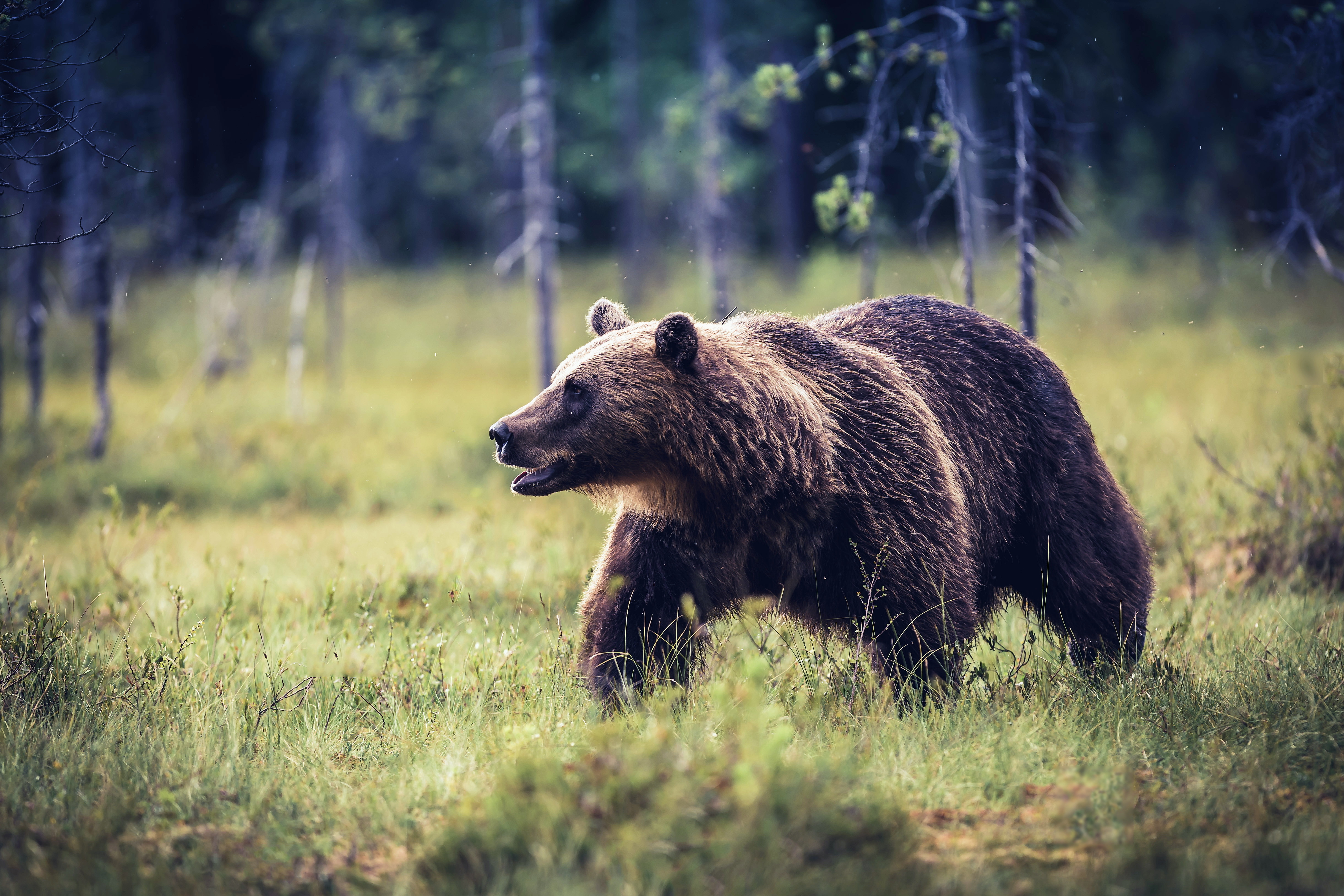 389350 Hintergrundbild herunterladen tiere, grizzlybär, grizzly, bären - Bildschirmschoner und Bilder kostenlos