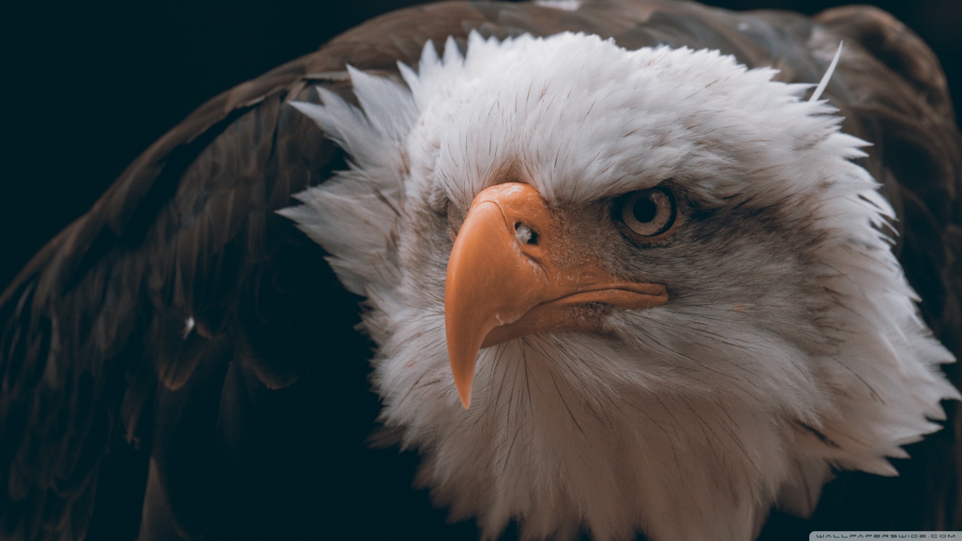 Free download wallpaper Animal, Bald Eagle on your PC desktop