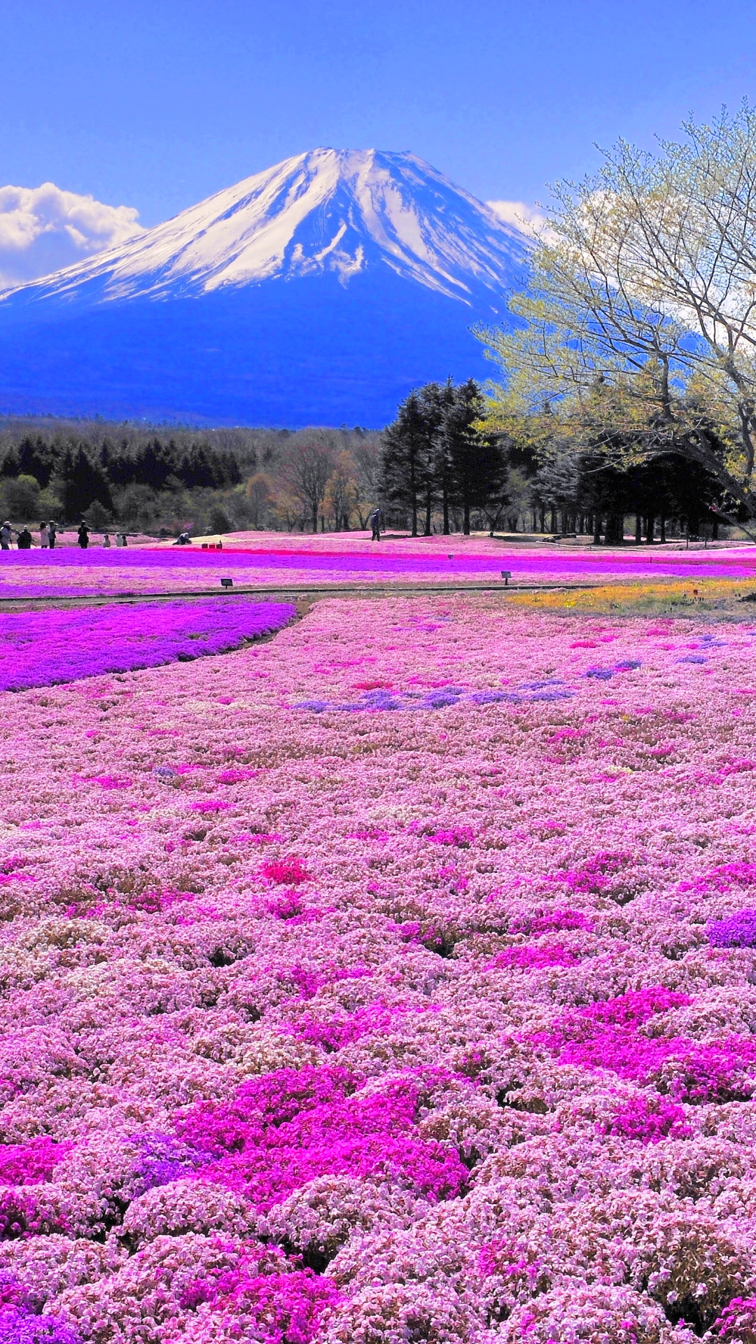 Download mobile wallpaper Mountain, Flower, Tree, Earth, Field, Mount Fuji, Volcanoes for free.