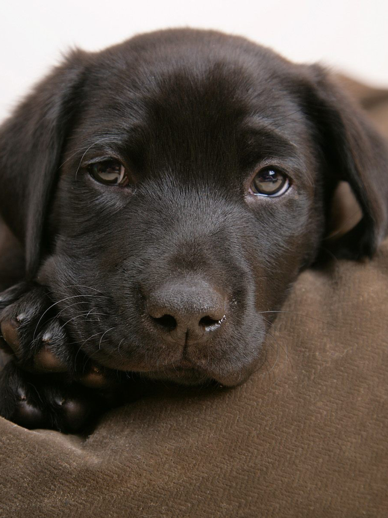 Baixar papel de parede para celular de Labrador Retriever, Cães, Animais gratuito.