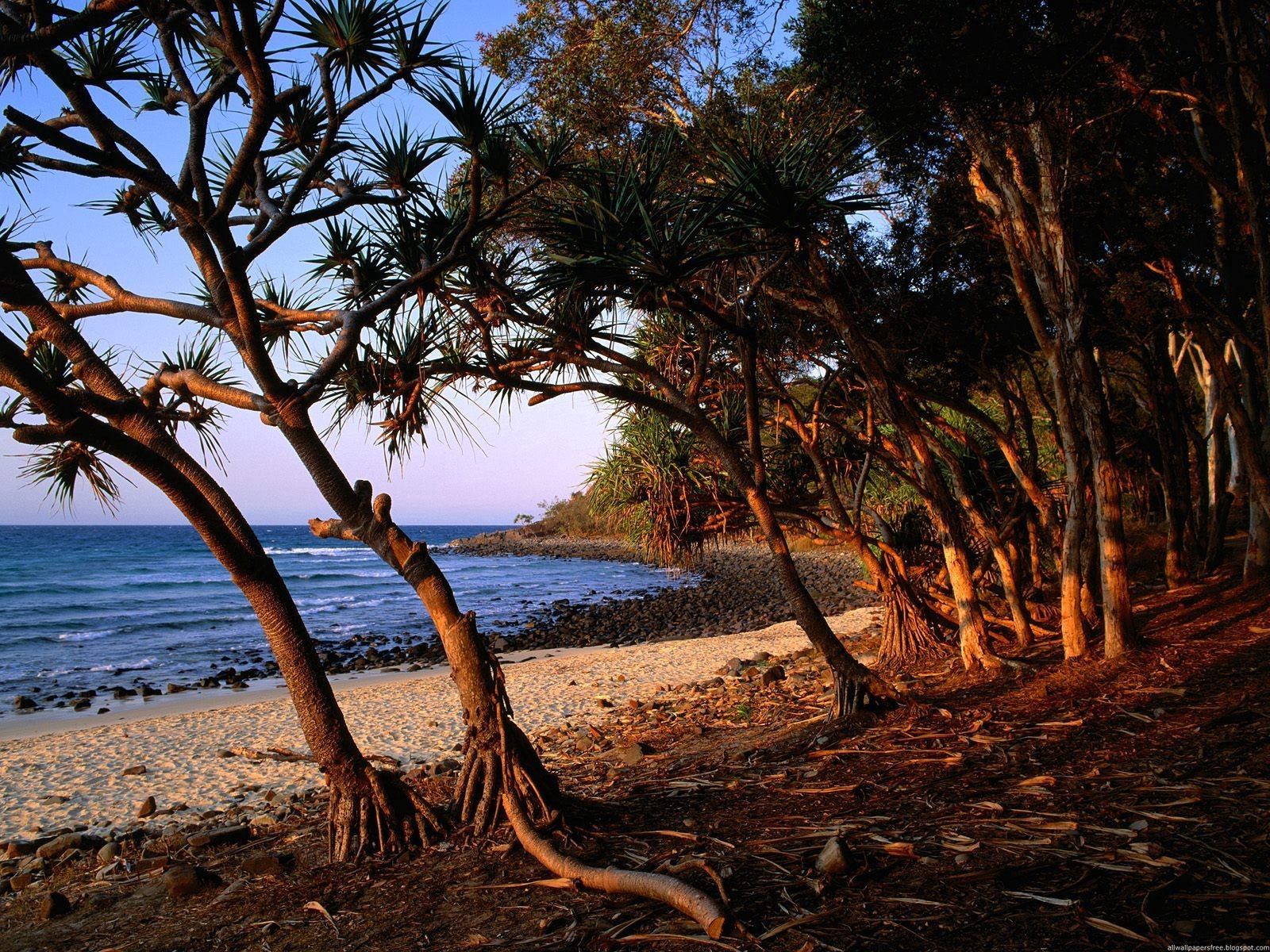 70538 скачать обои природа, берег, деревья, песок, корни, австралия - заставки и картинки бесплатно