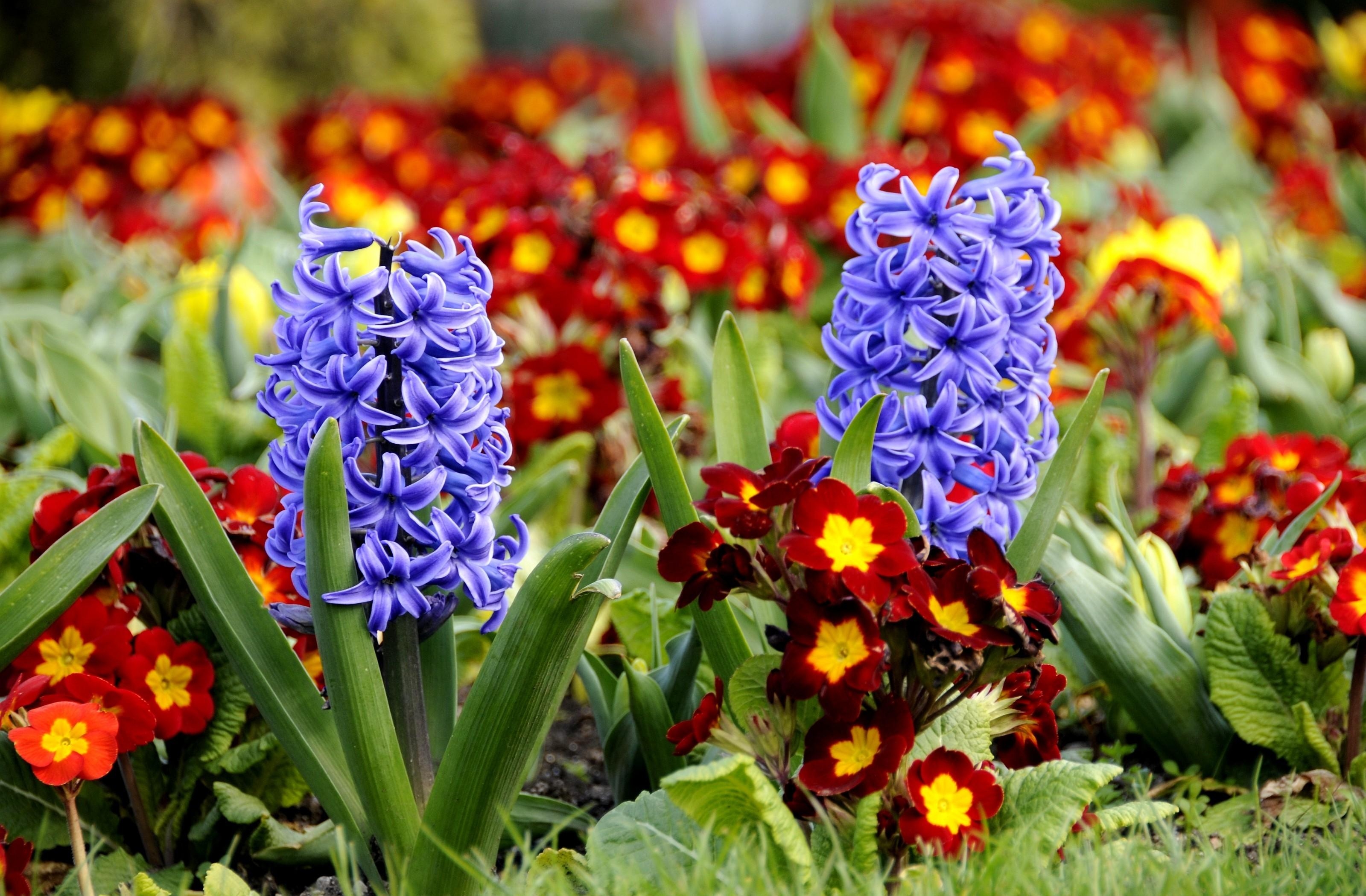 flower bed, flowers, close up, flowerbed, spring, primrose, hyacinths