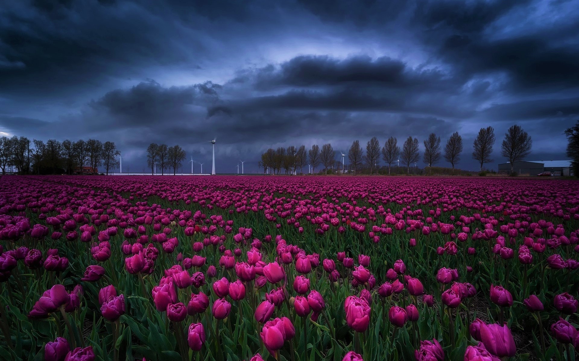 Download mobile wallpaper Flowers, Sky, Earth, Field, Cloud, Tulip, Purple Flower for free.