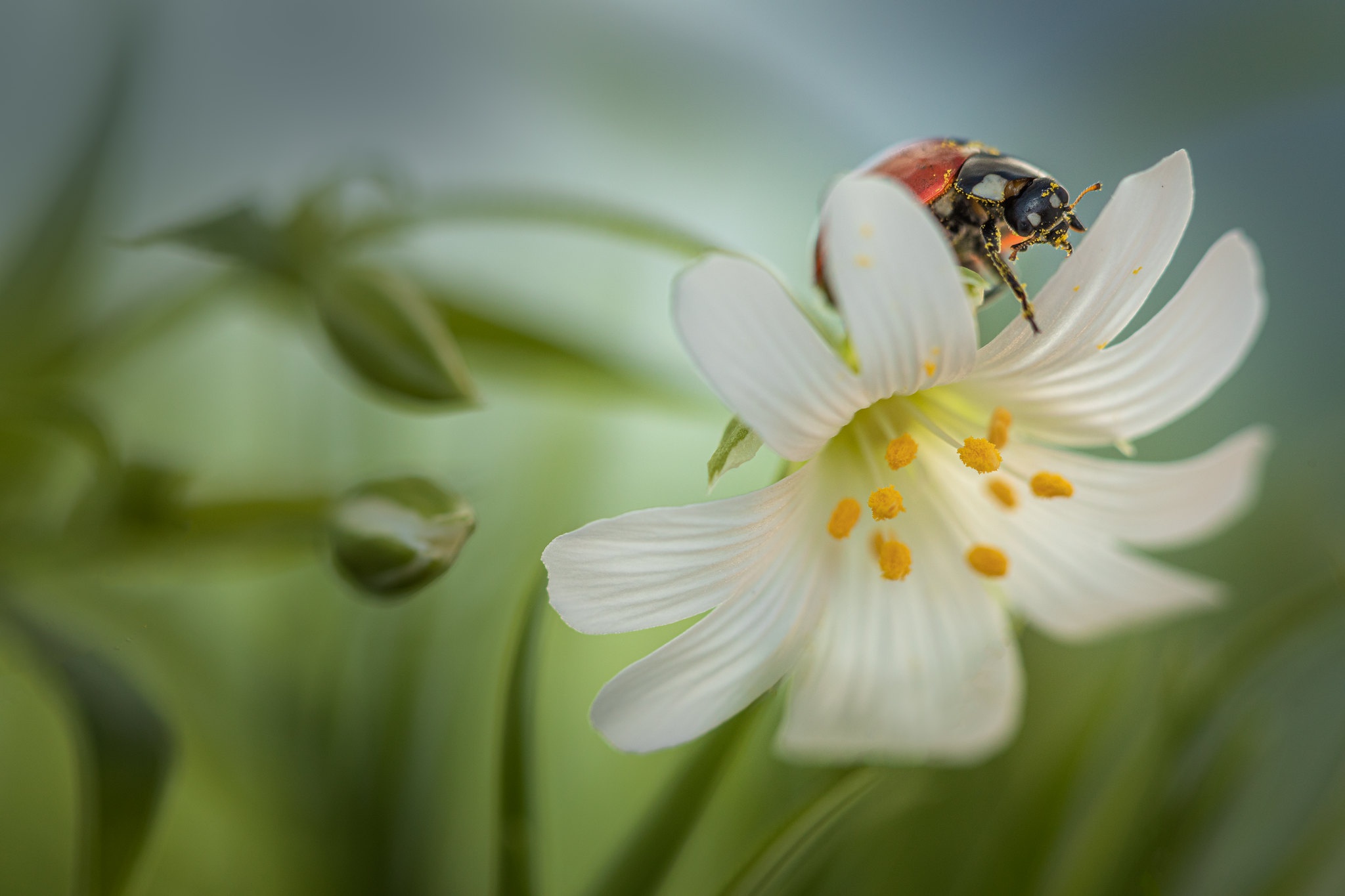 Download mobile wallpaper Macro, Insect, Animal, Ladybug, White Flower for free.
