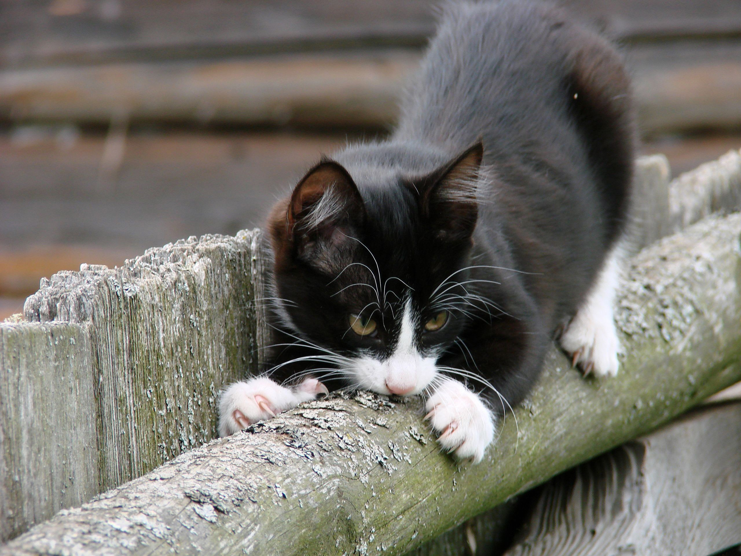 Baixar papel de parede para celular de Animais, Gatos, Gato gratuito.