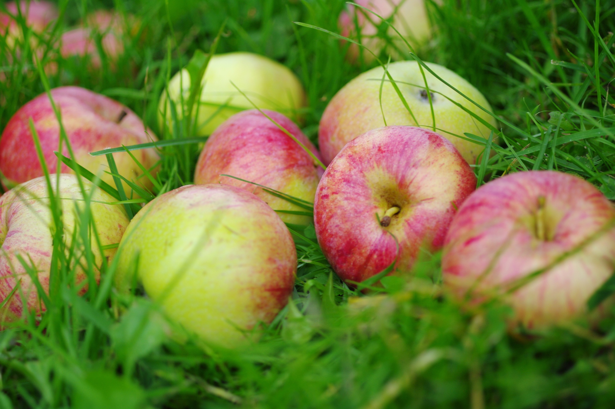 Laden Sie das Frucht, Apfel, Gras, Nahrungsmittel, Früchte-Bild kostenlos auf Ihren PC-Desktop herunter