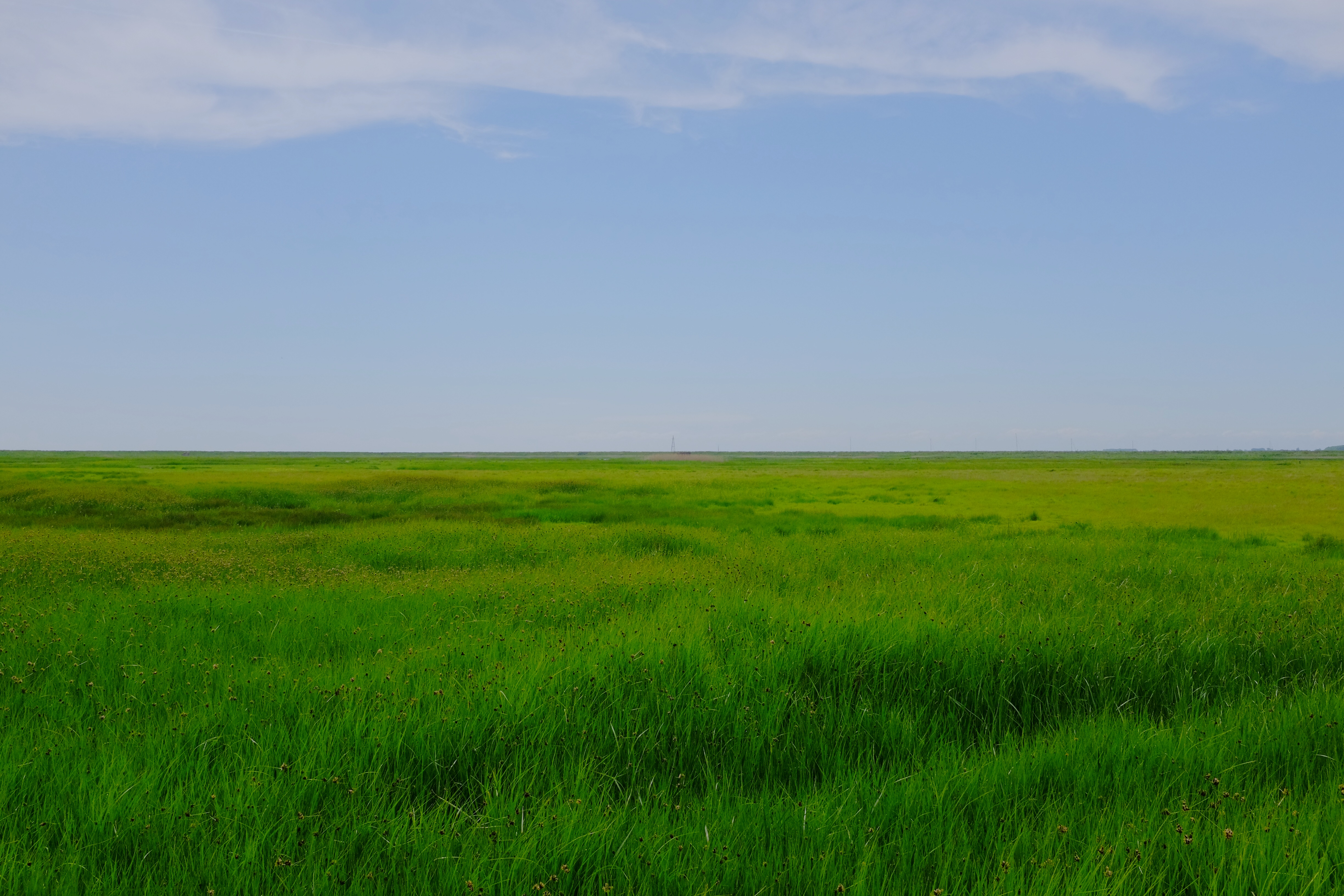 Free download wallpaper Horizon, Nature, Grass, Field, Meadow, Landscape on your PC desktop