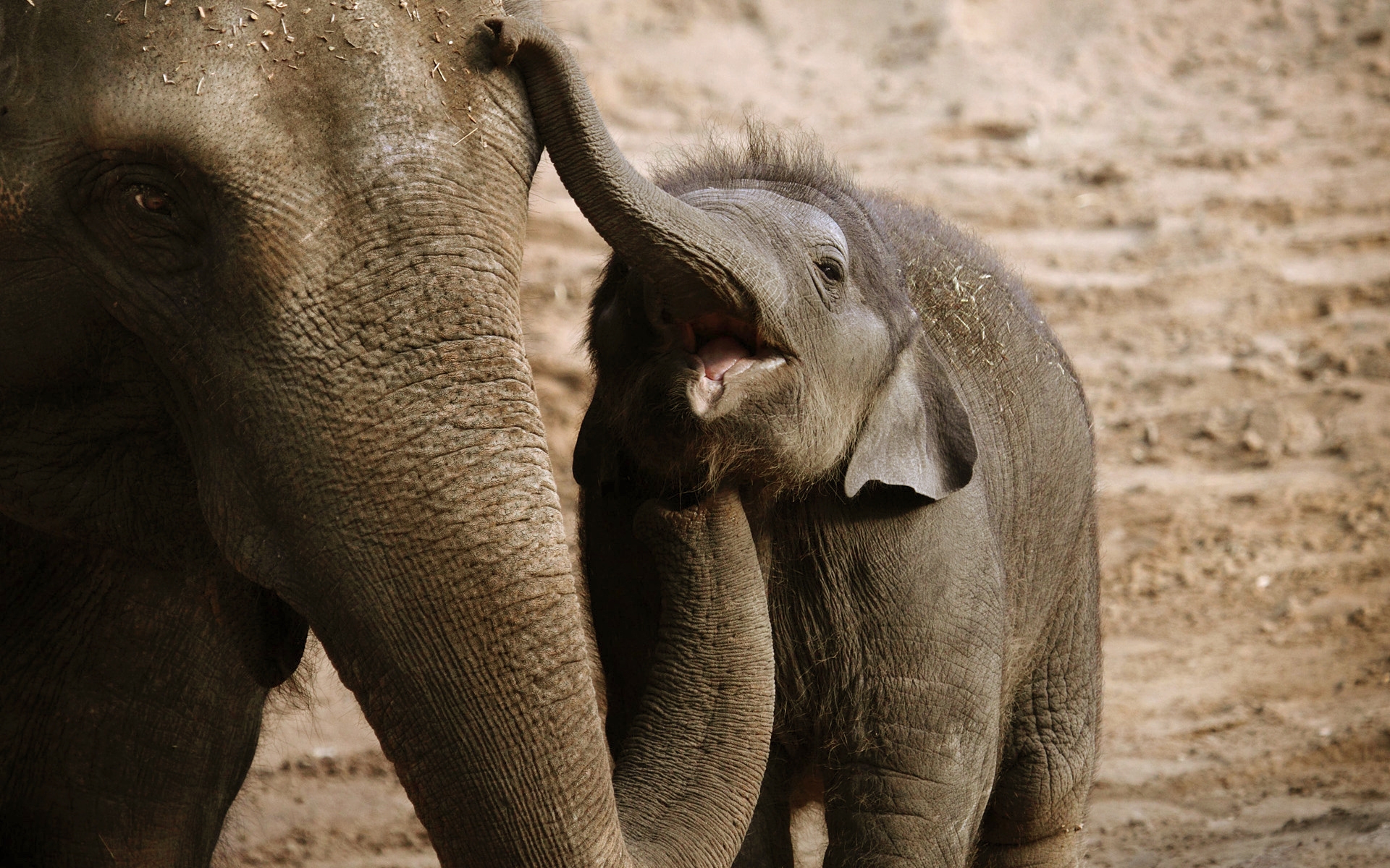 275808 скачать обои слоны, животные, азиатский слон - заставки и картинки бесплатно