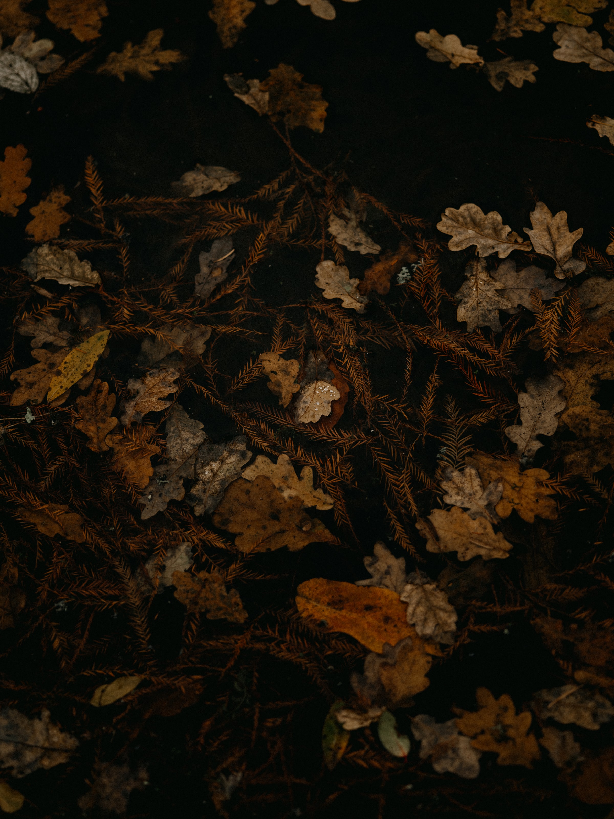 autumn, leaves, macro, brown, dry, fallen leaves, fallen foliage