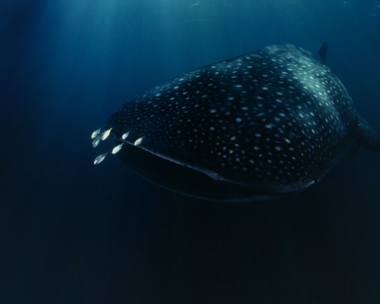 1463666 descargar imagen animales, tiburón ballena, pez, océano, ballena: fondos de pantalla y protectores de pantalla gratis