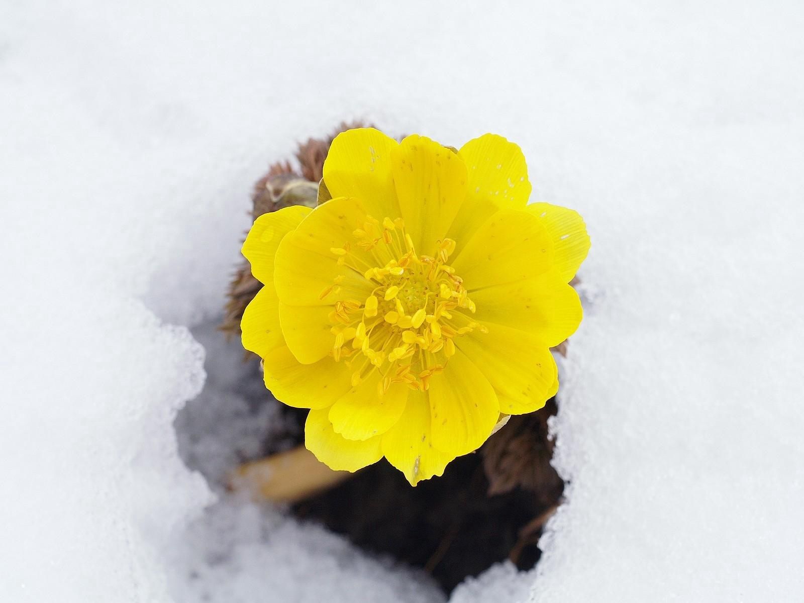 71359 скачать картинку цветы, снег, цветок, желтый, первоцвет, пробуждение - обои и заставки бесплатно