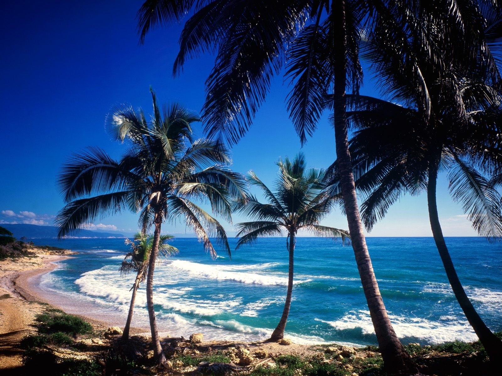 1075777 descargar fondo de pantalla playa, tierra/naturaleza, océano, árbol: protectores de pantalla e imágenes gratis
