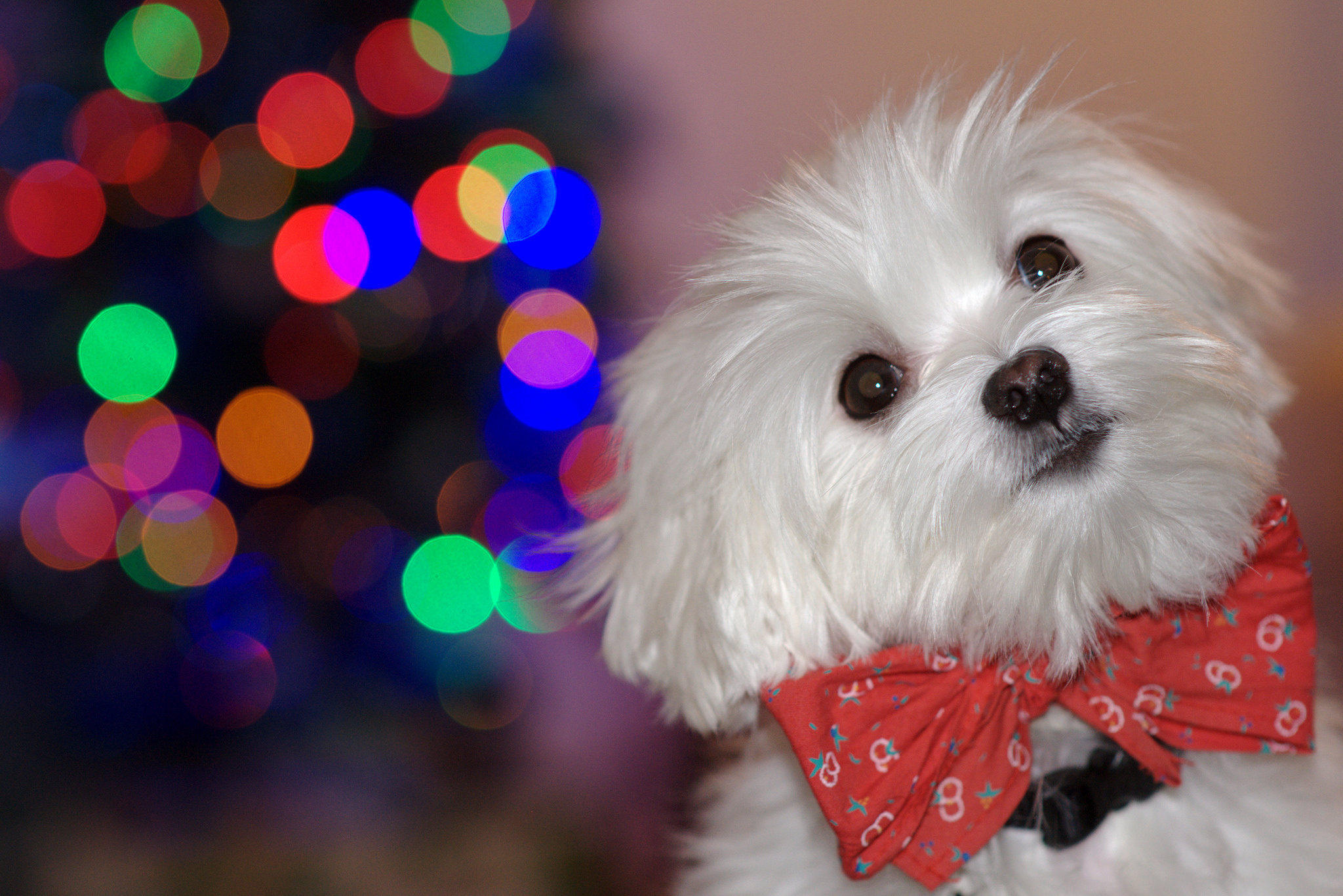 Download mobile wallpaper Dogs, Dog, Animal, Bokeh for free.