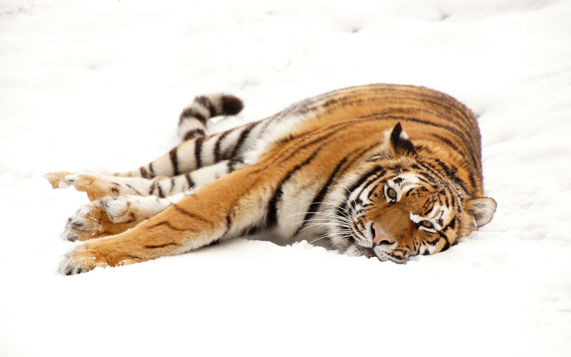 Free download wallpaper Cats, Tiger, Animal on your PC desktop