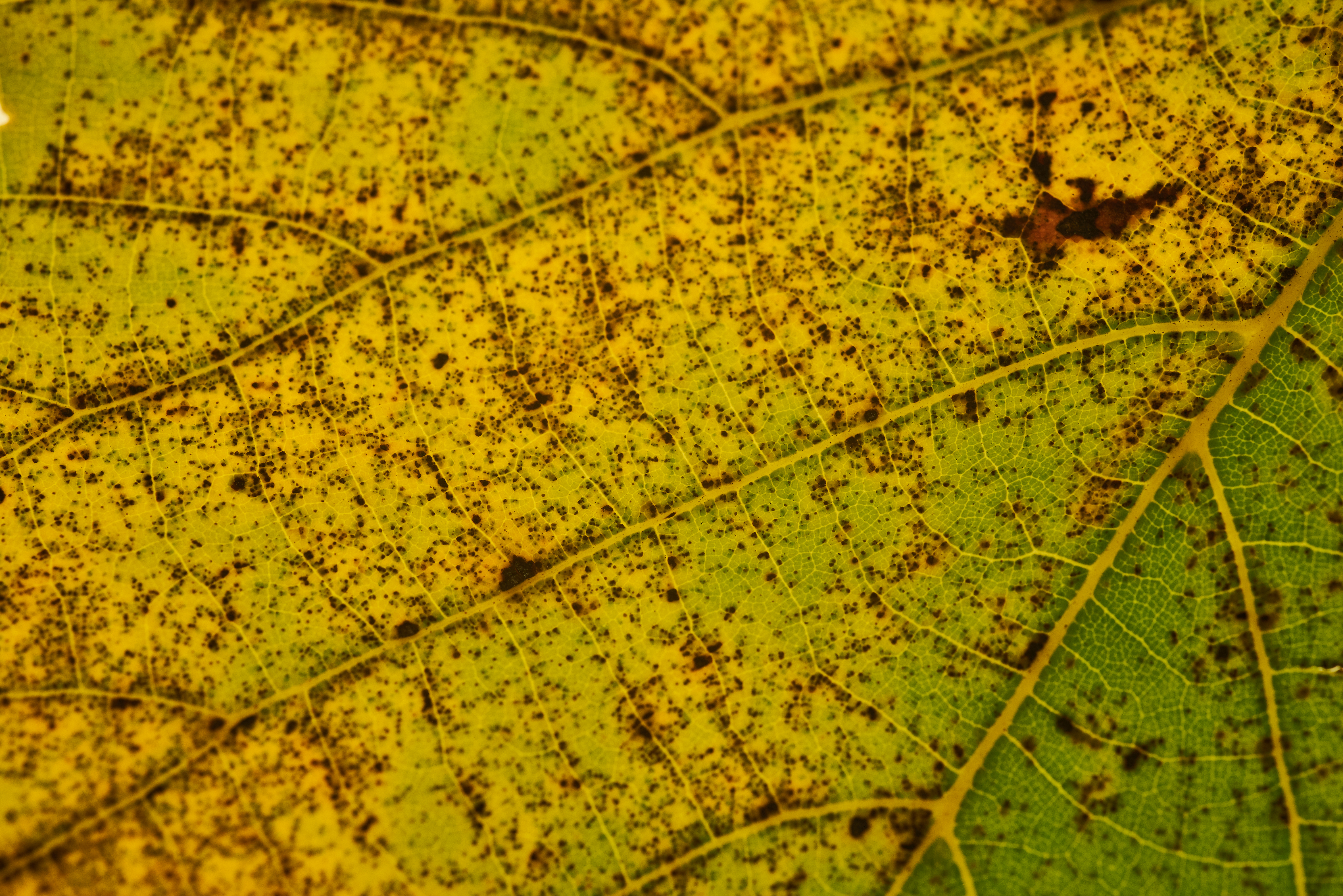 green, macro, sheet, leaf, stains, spots, veins HD wallpaper