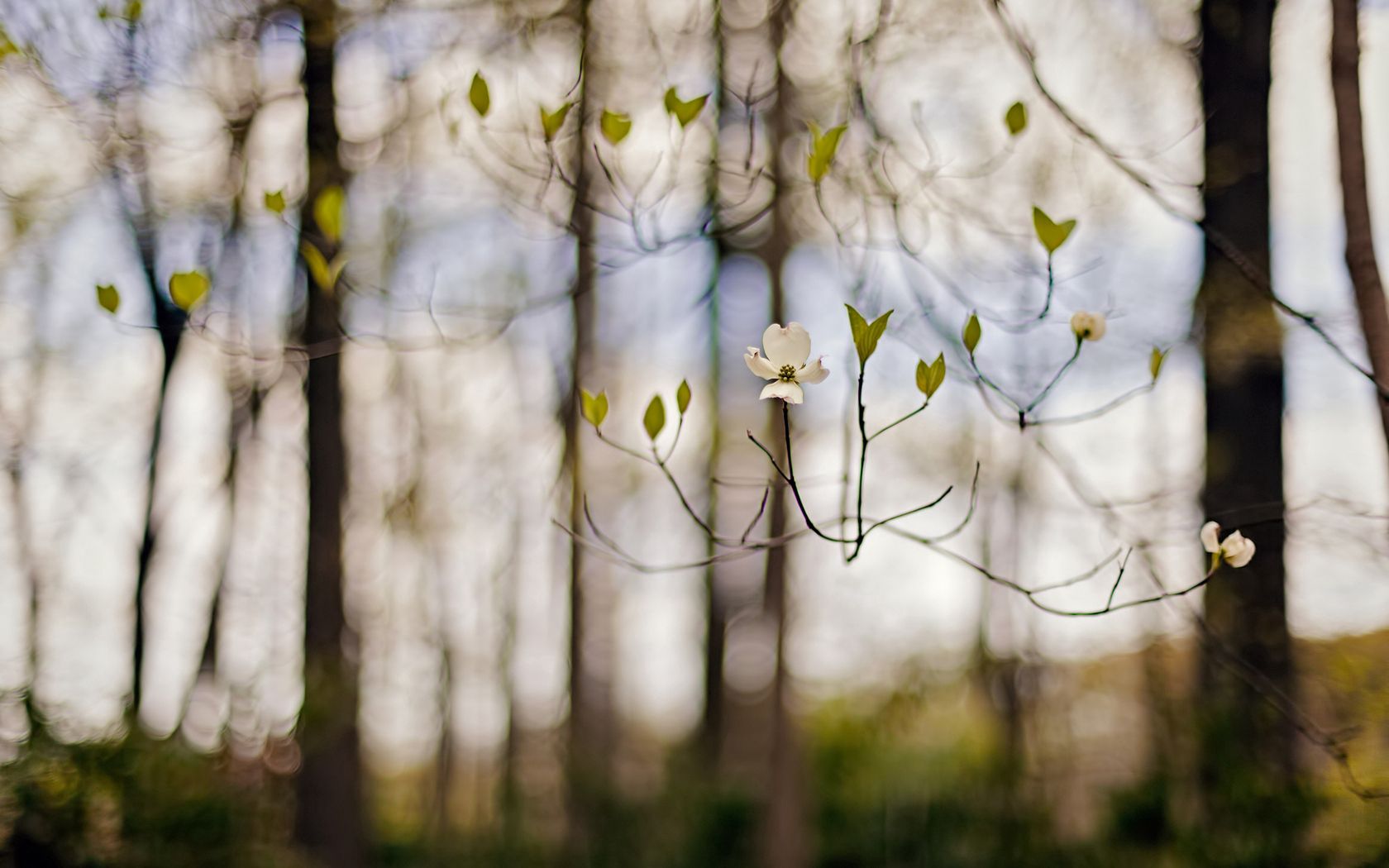 Download mobile wallpaper Branches, Branch, Flower, Spring, Nature, Blur for free.