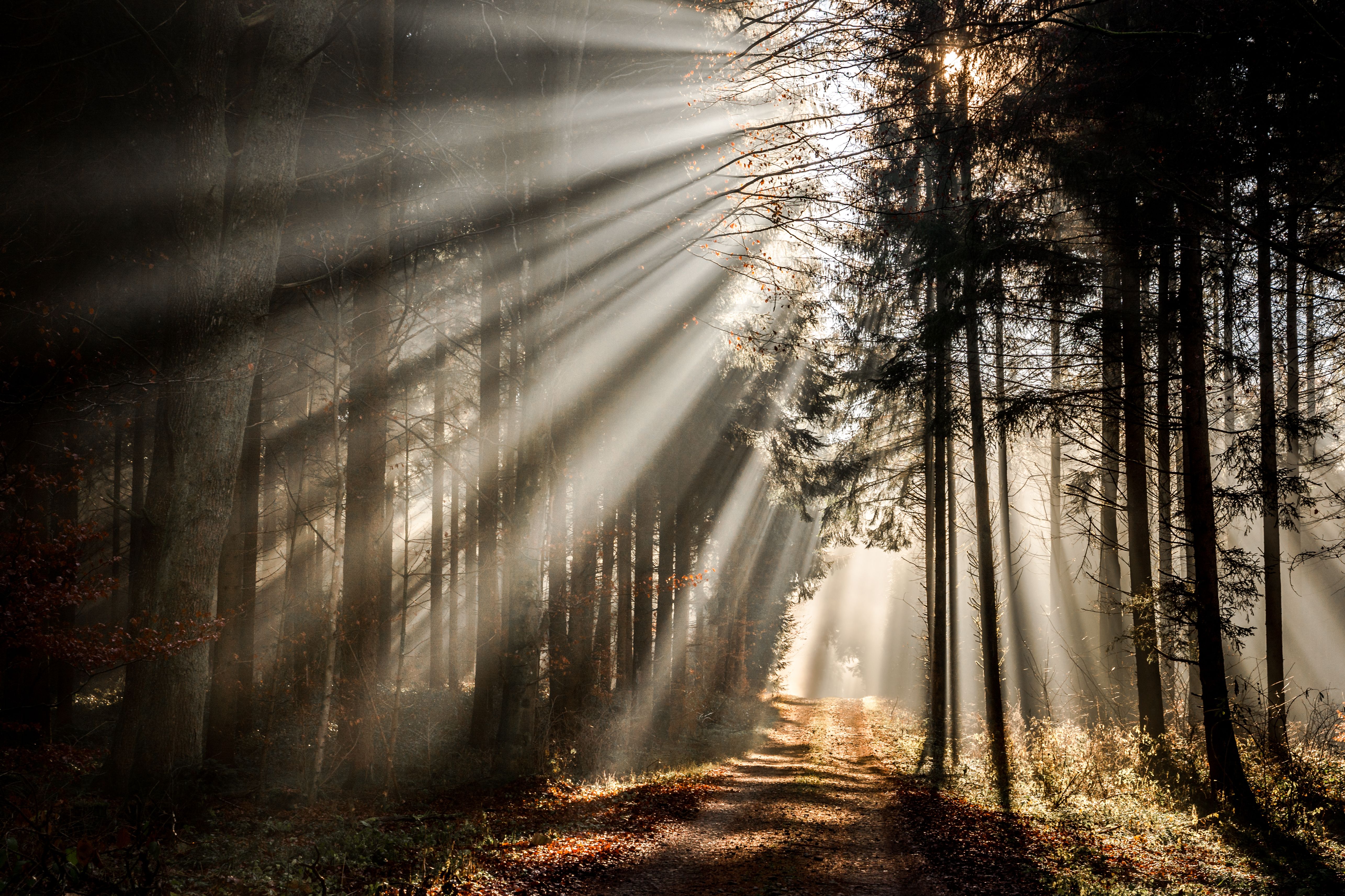 Download mobile wallpaper Nature, Forest, Tree, Earth, Path, Sunbeam for free.