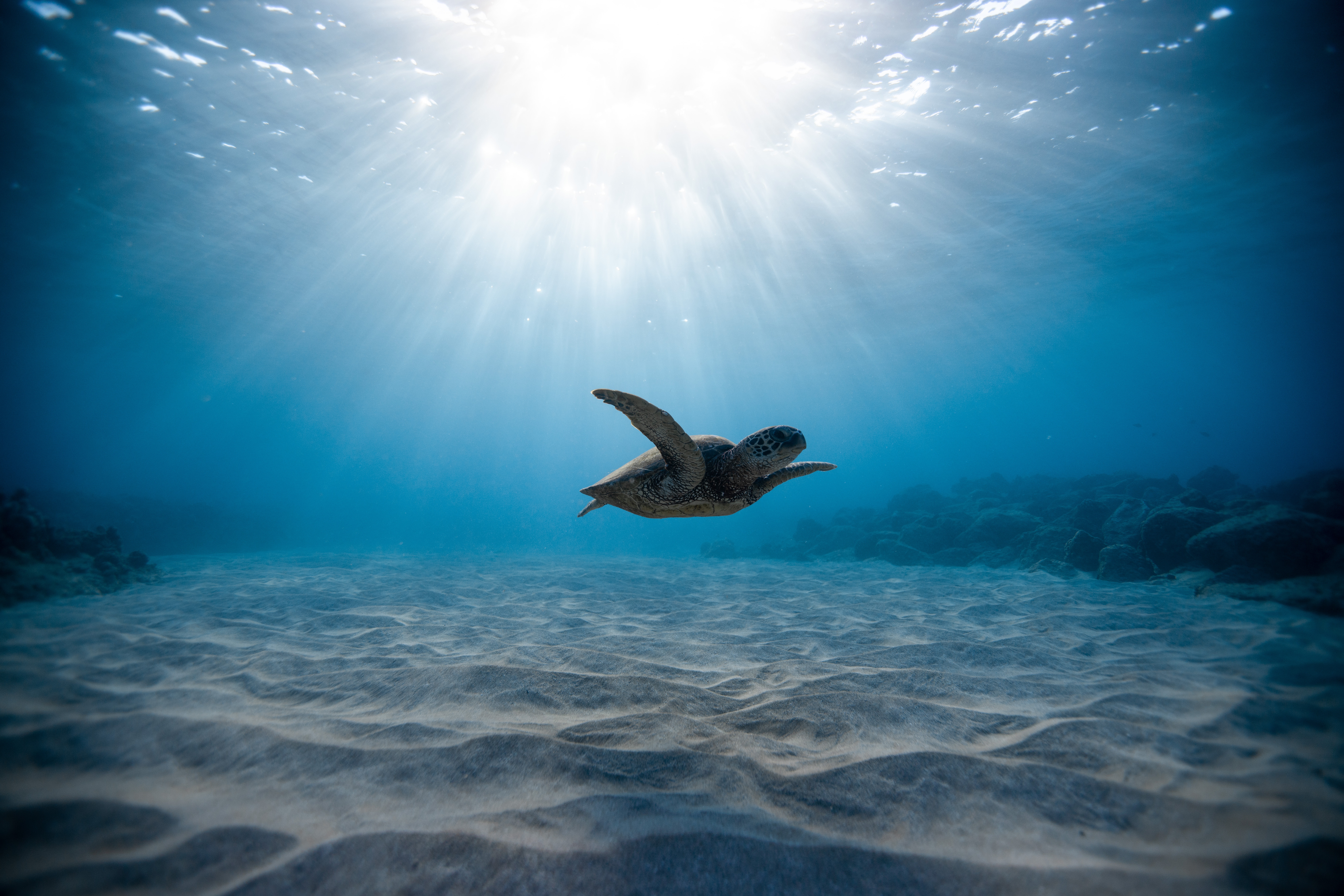 無料モバイル壁紙動物, カメ, 水中, サンビーム, 海の生物をダウンロードします。