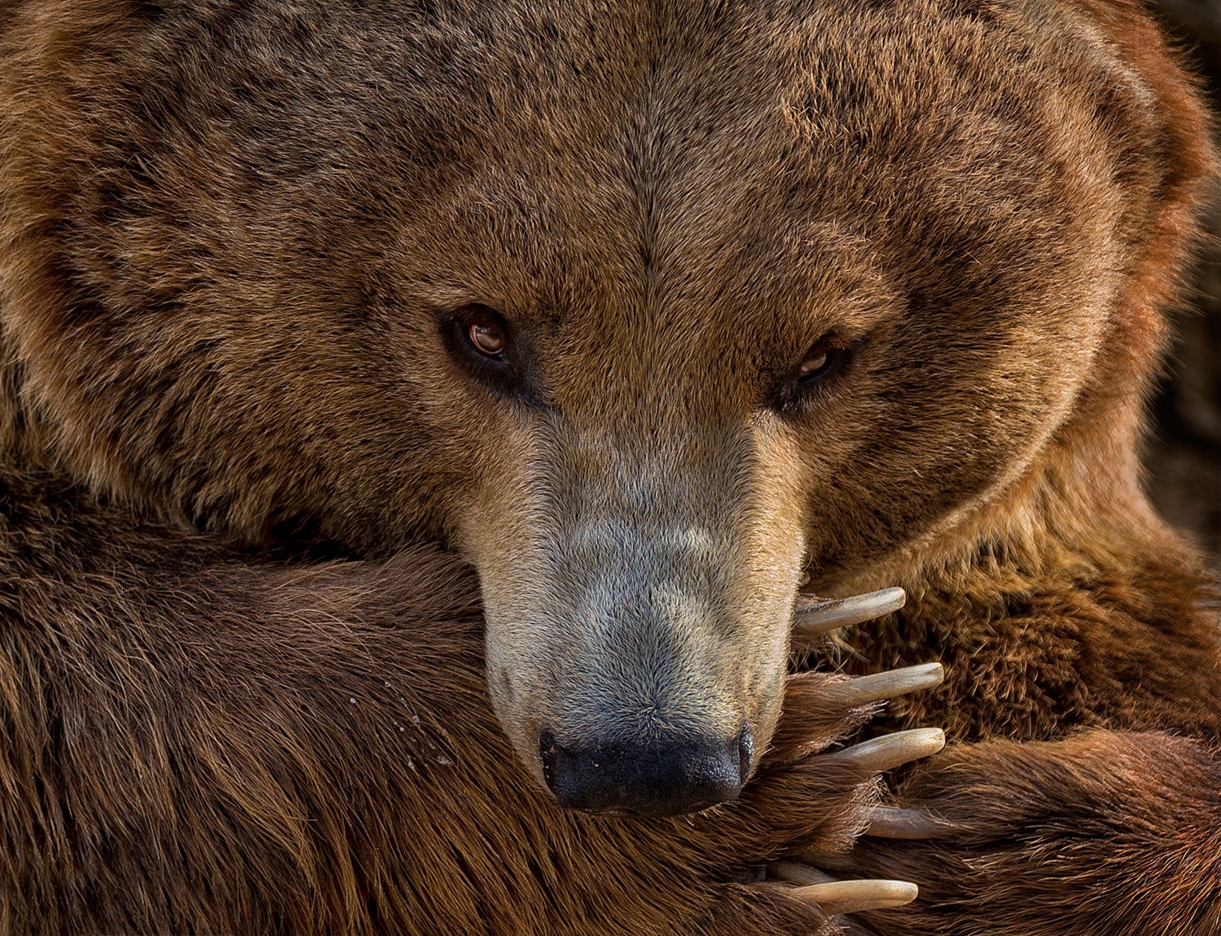 482831 baixar papel de parede animais, urso, pata, ursos - protetores de tela e imagens gratuitamente