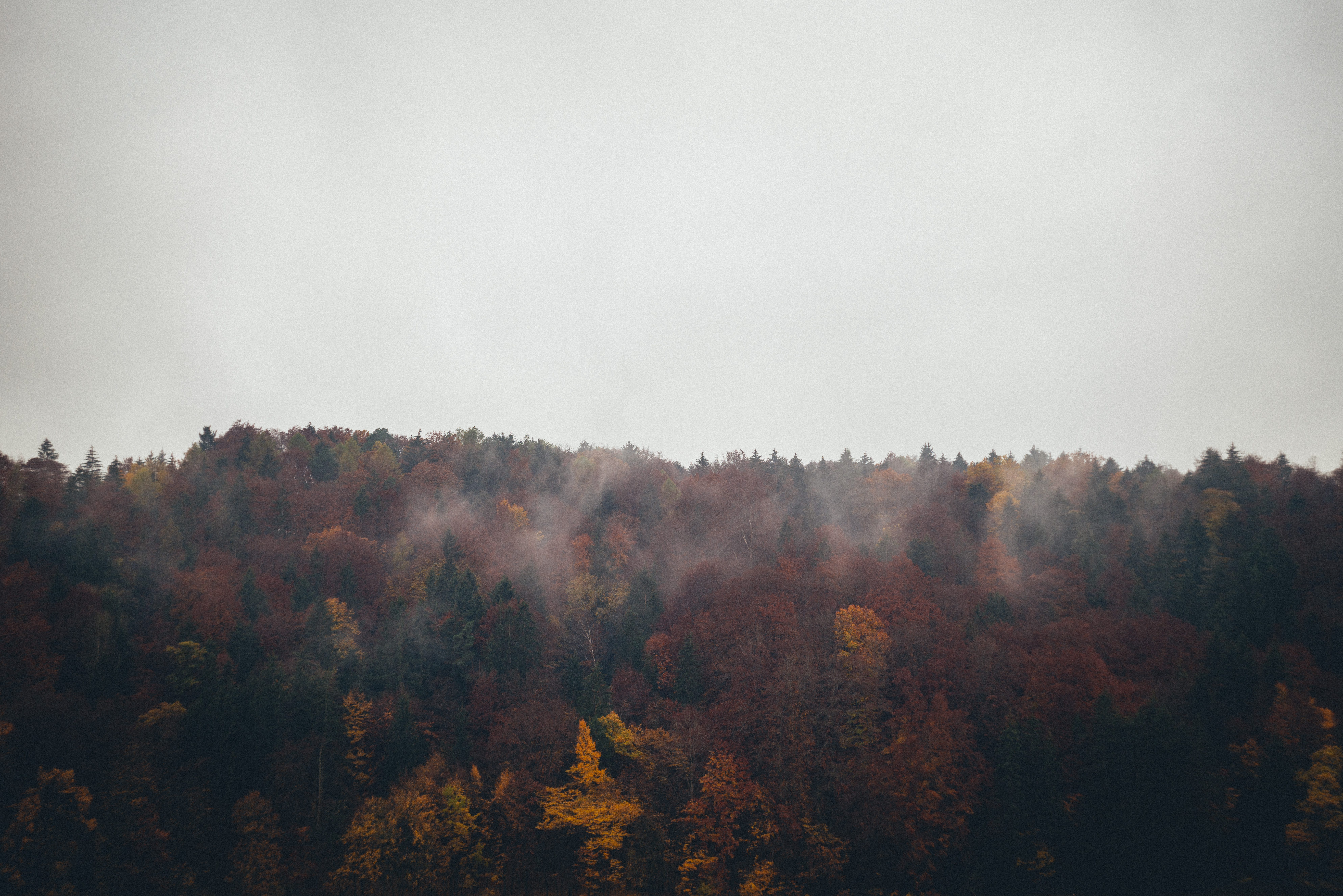 Скачать обои бесплатно Облака, Лес, Природа, Осень картинка на рабочий стол ПК