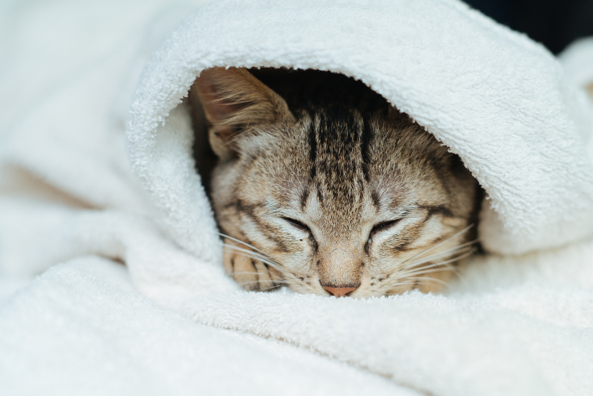 Baixe gratuitamente a imagem Animais, Gatos, Gato, Dormindo na área de trabalho do seu PC
