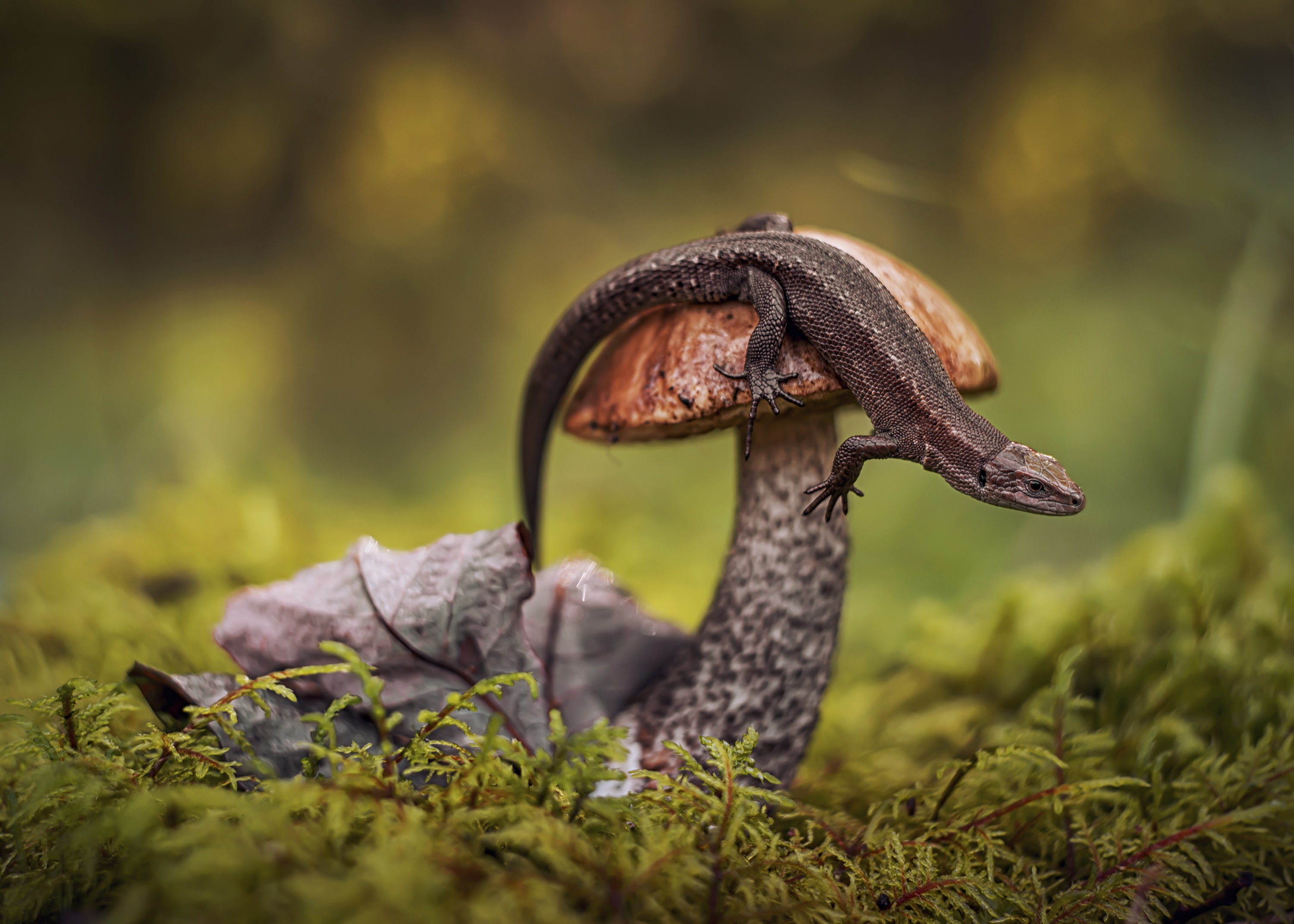 Descarga gratuita de fondo de pantalla para móvil de Animales, Naturaleza, Champiñón, Lagarto, Musgo, Reptiles, Macrofotografía.