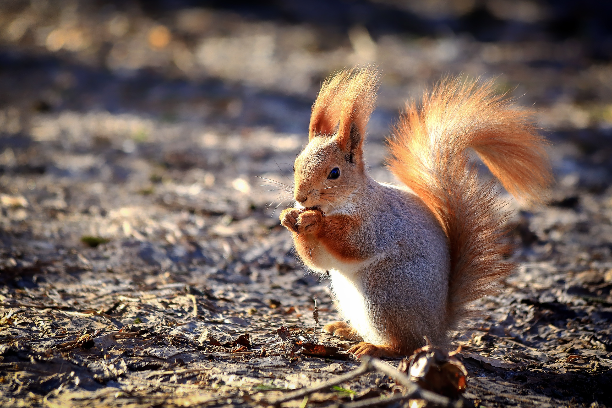 Download mobile wallpaper Squirrel, Animal, Rodent for free.