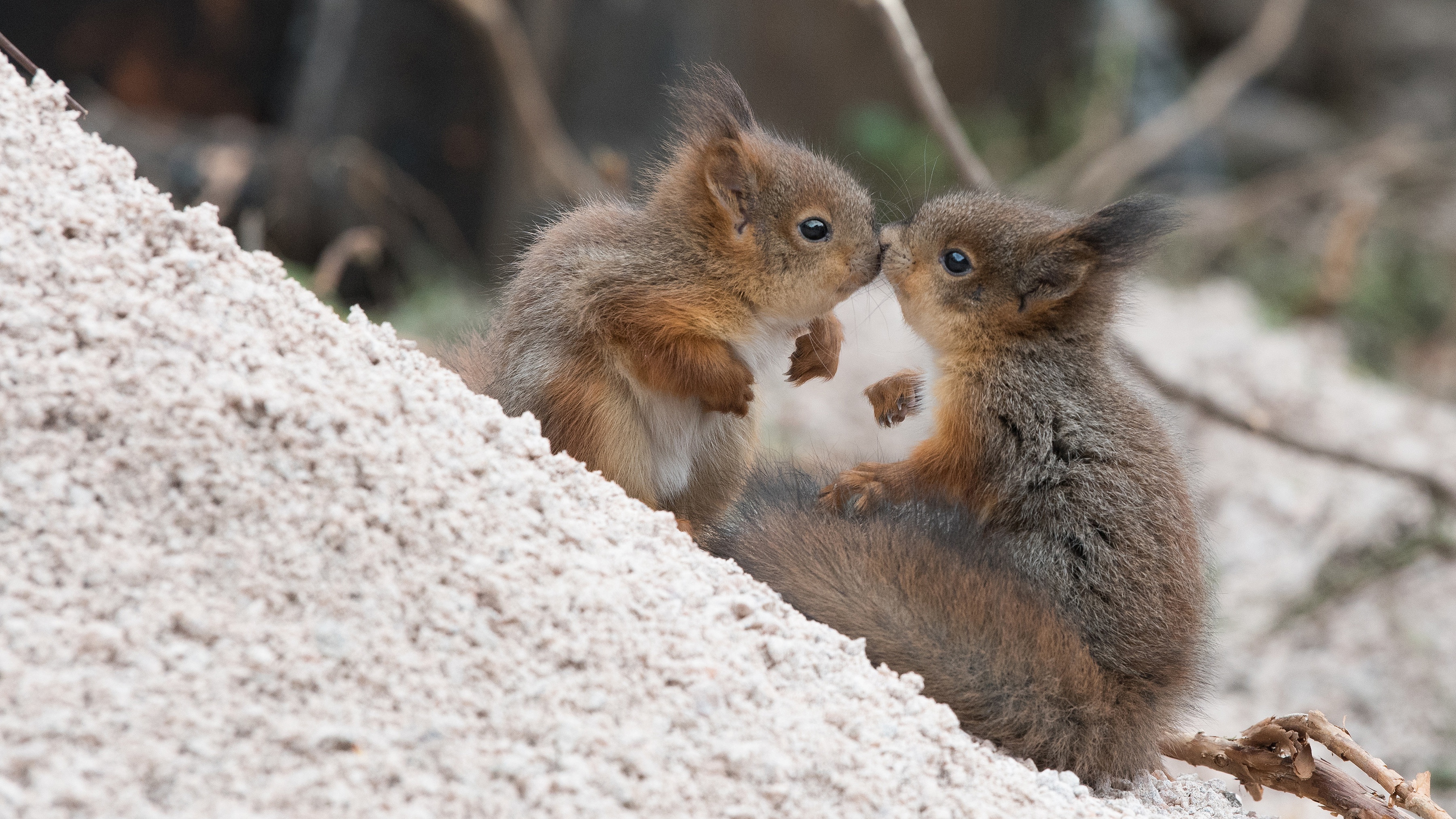 Free download wallpaper Squirrel, Animal, Kiss, Rodent on your PC desktop