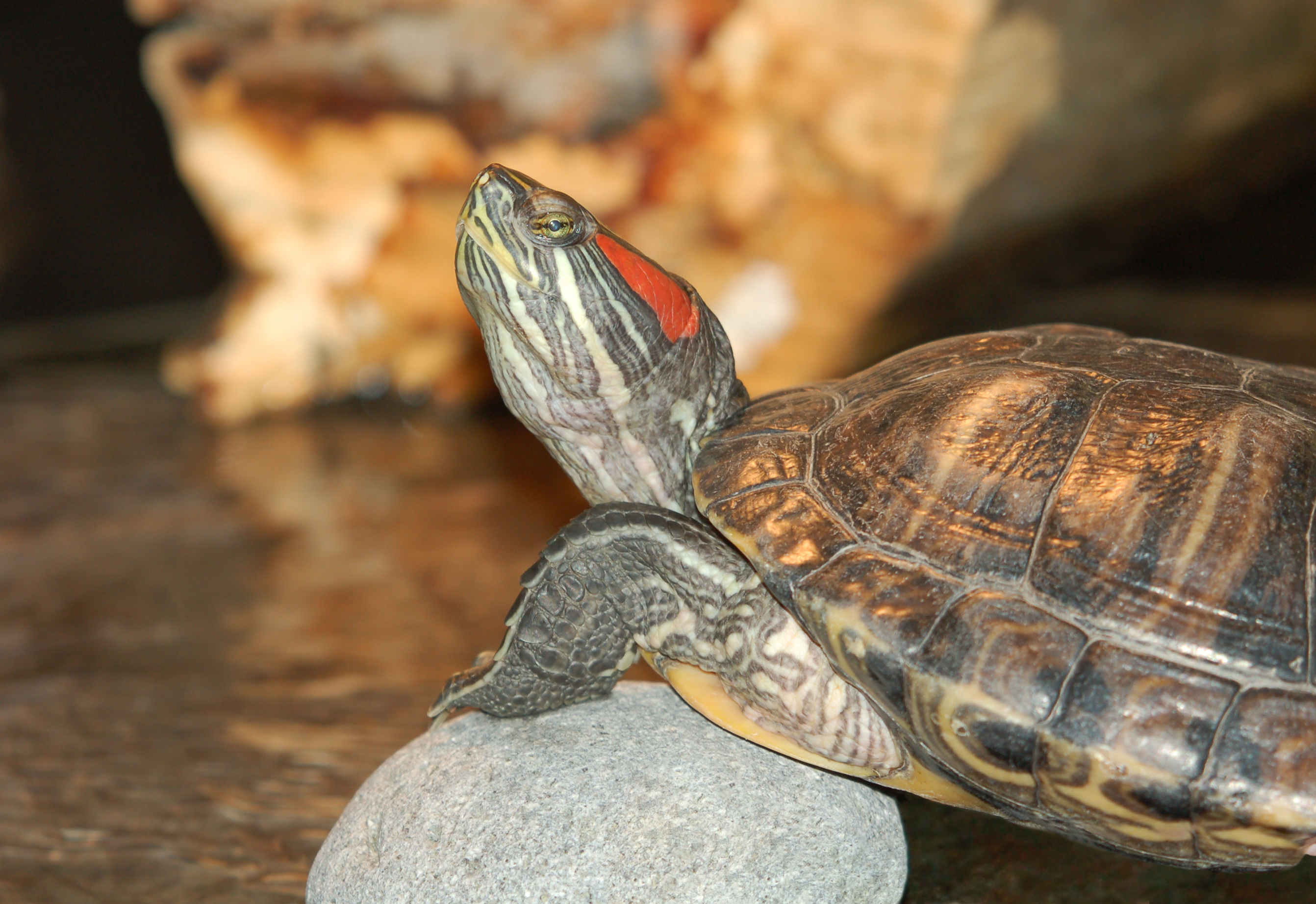 Download mobile wallpaper Turtles, Animal, Turtle for free.