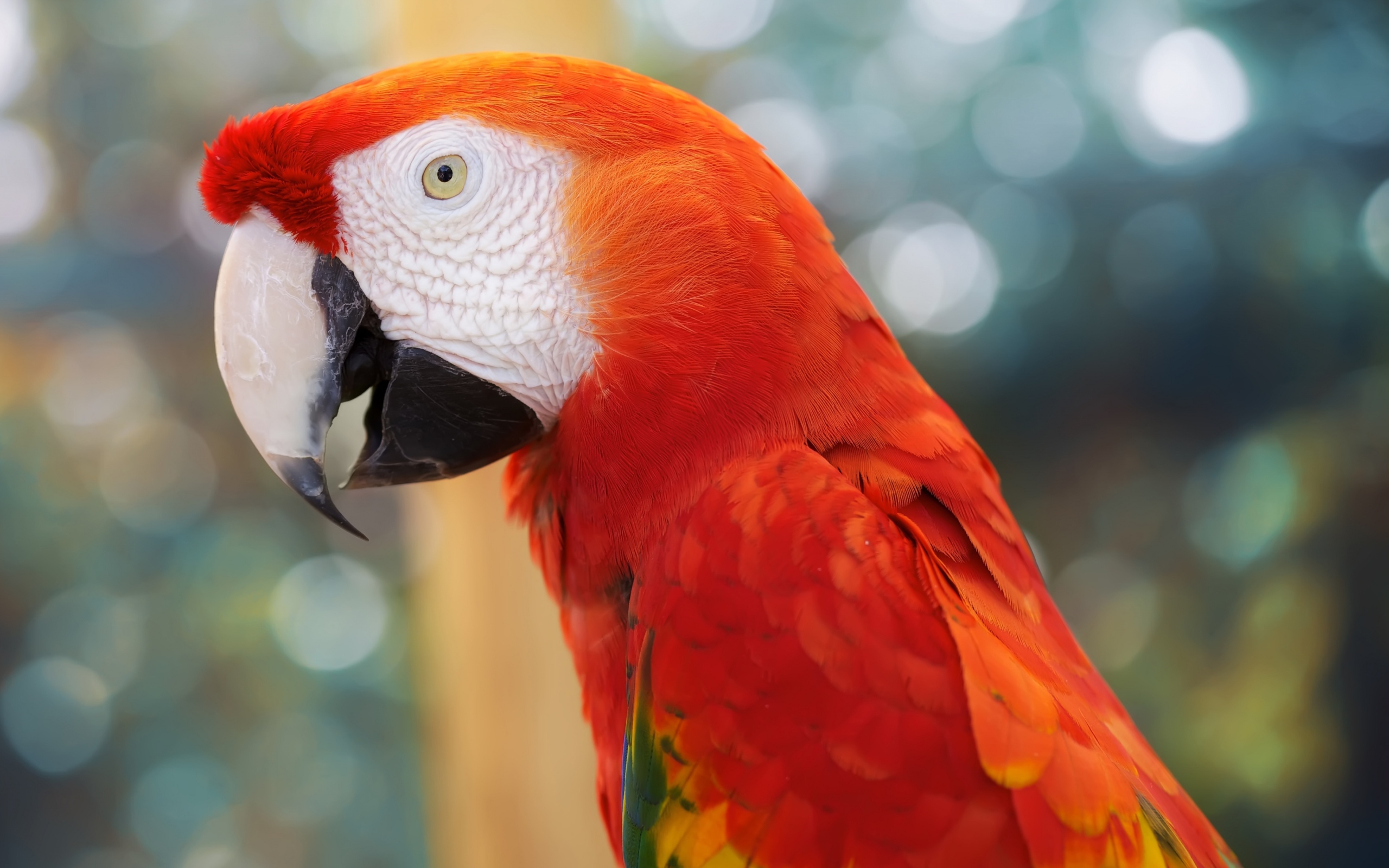 Download mobile wallpaper Animal, Scarlet Macaw for free.