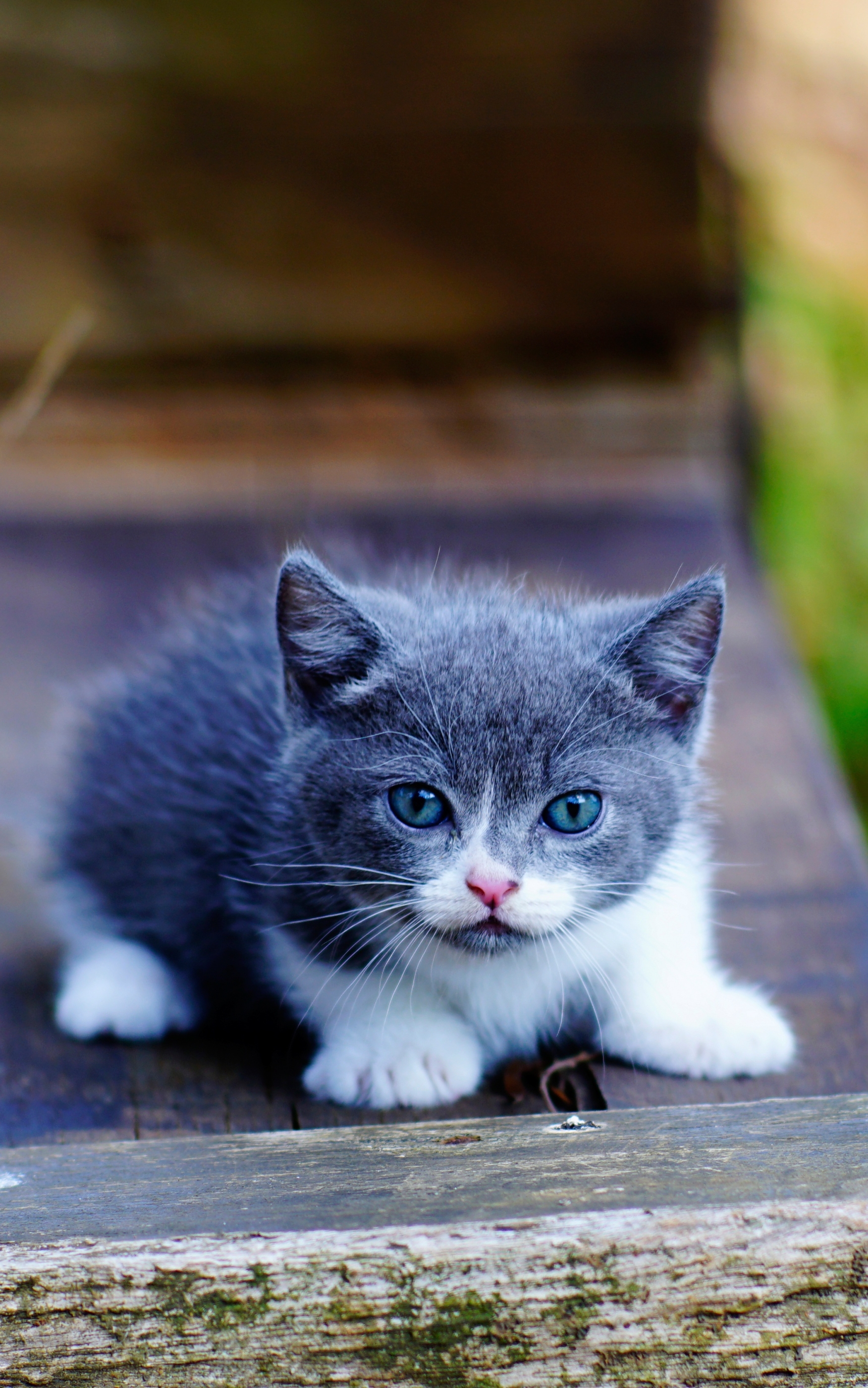 Baixe gratuitamente a imagem Animais, Gatos, Gato, Gatinho, Animal Bebê na área de trabalho do seu PC