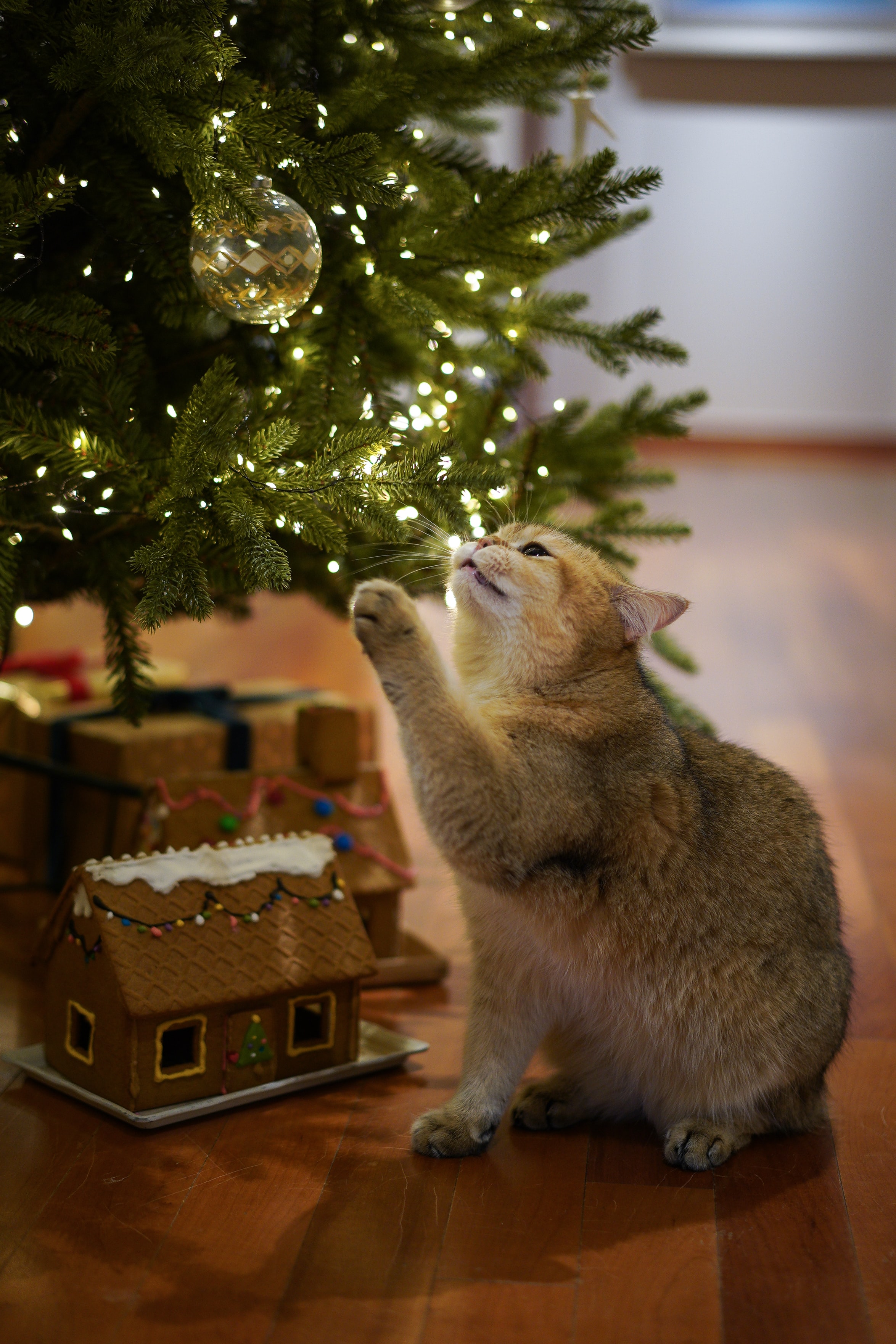 132305 скачать картинку новый год, елка, кошка, рождество, животные, питомец, серый - обои и заставки бесплатно