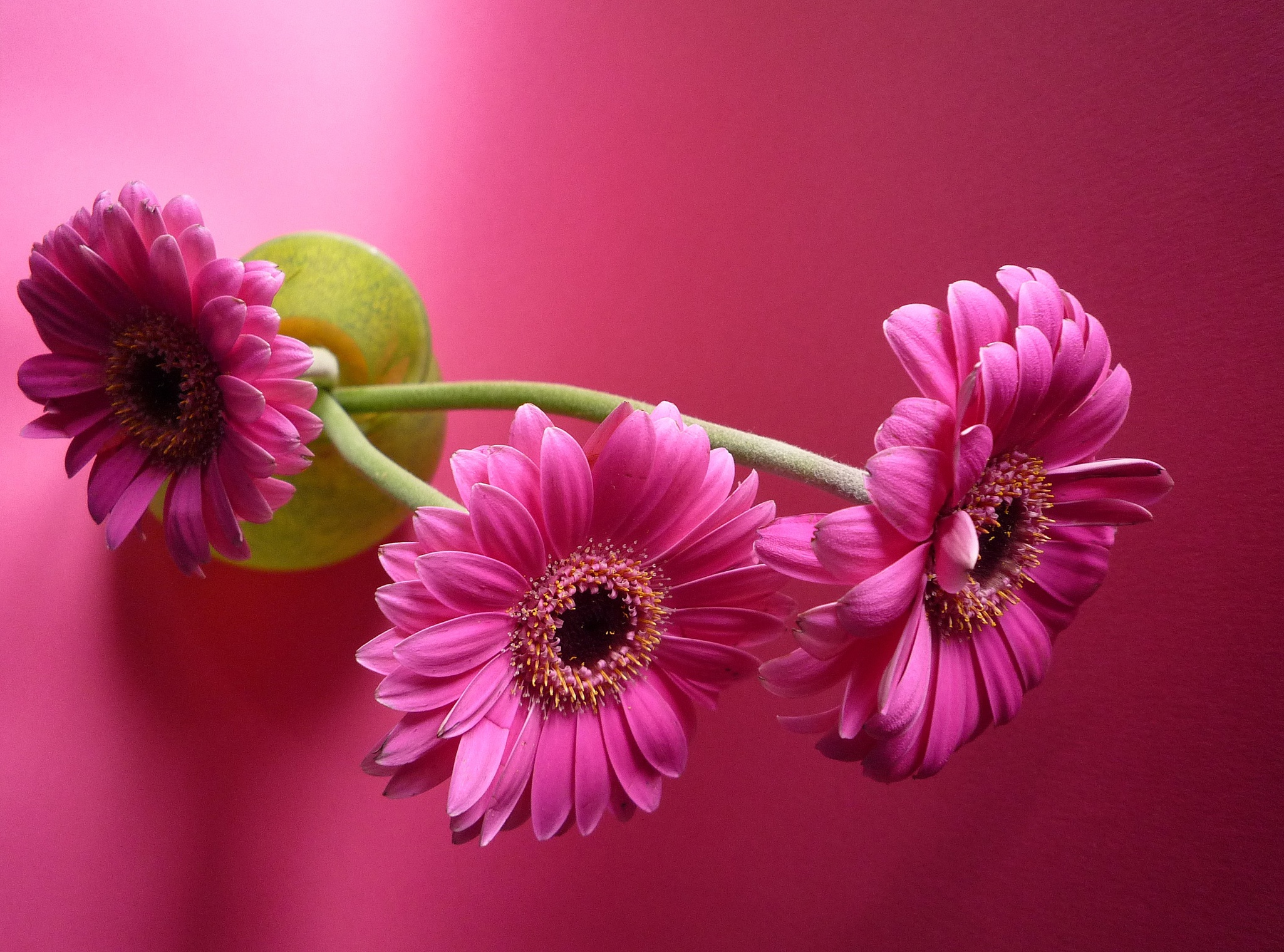Завантажити шпалери безкоштовно Квітка, Гербера, Створено Людиною, Рожева Квітка картинка на робочий стіл ПК