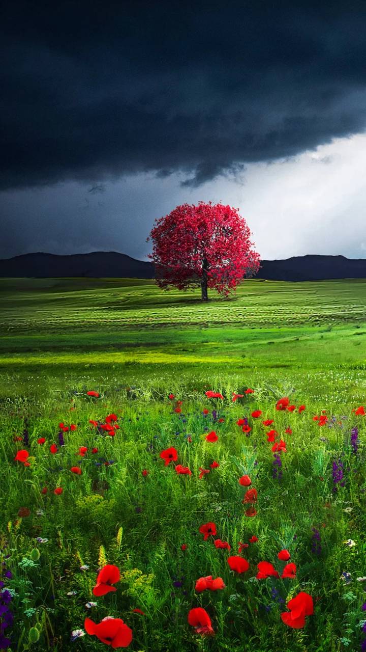 Download mobile wallpaper Flower, Tree, Earth, Field, Cloud, Poppy for free.