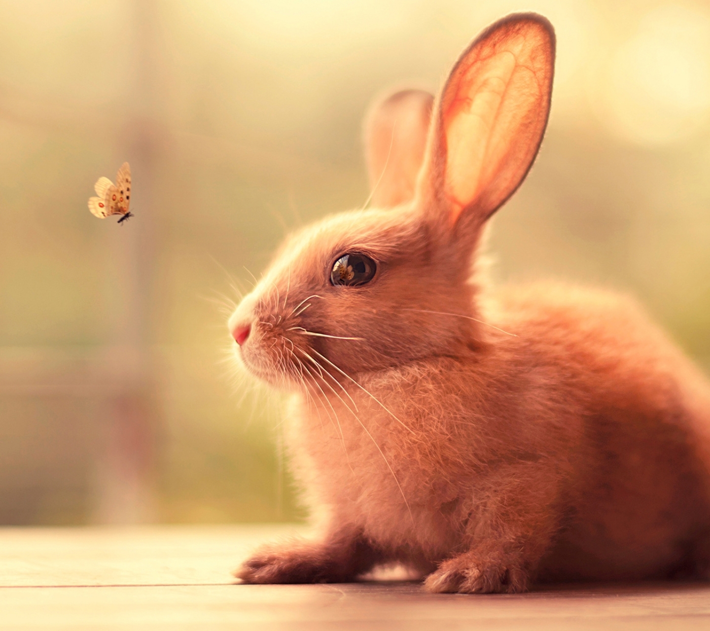 Handy-Wallpaper Tiere, Hase kostenlos herunterladen.