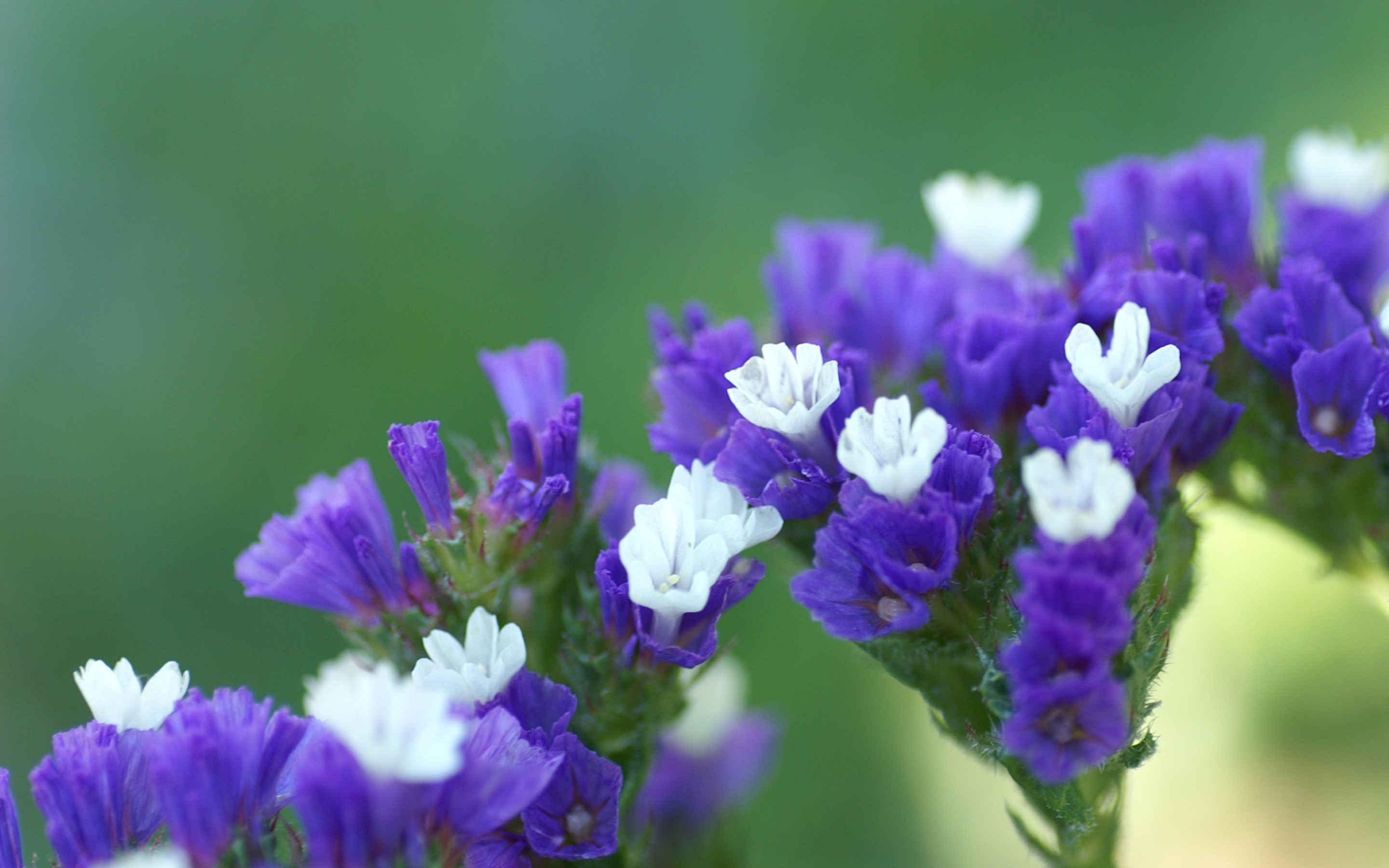 Laden Sie das Blumen, Blume, Erde/natur-Bild kostenlos auf Ihren PC-Desktop herunter