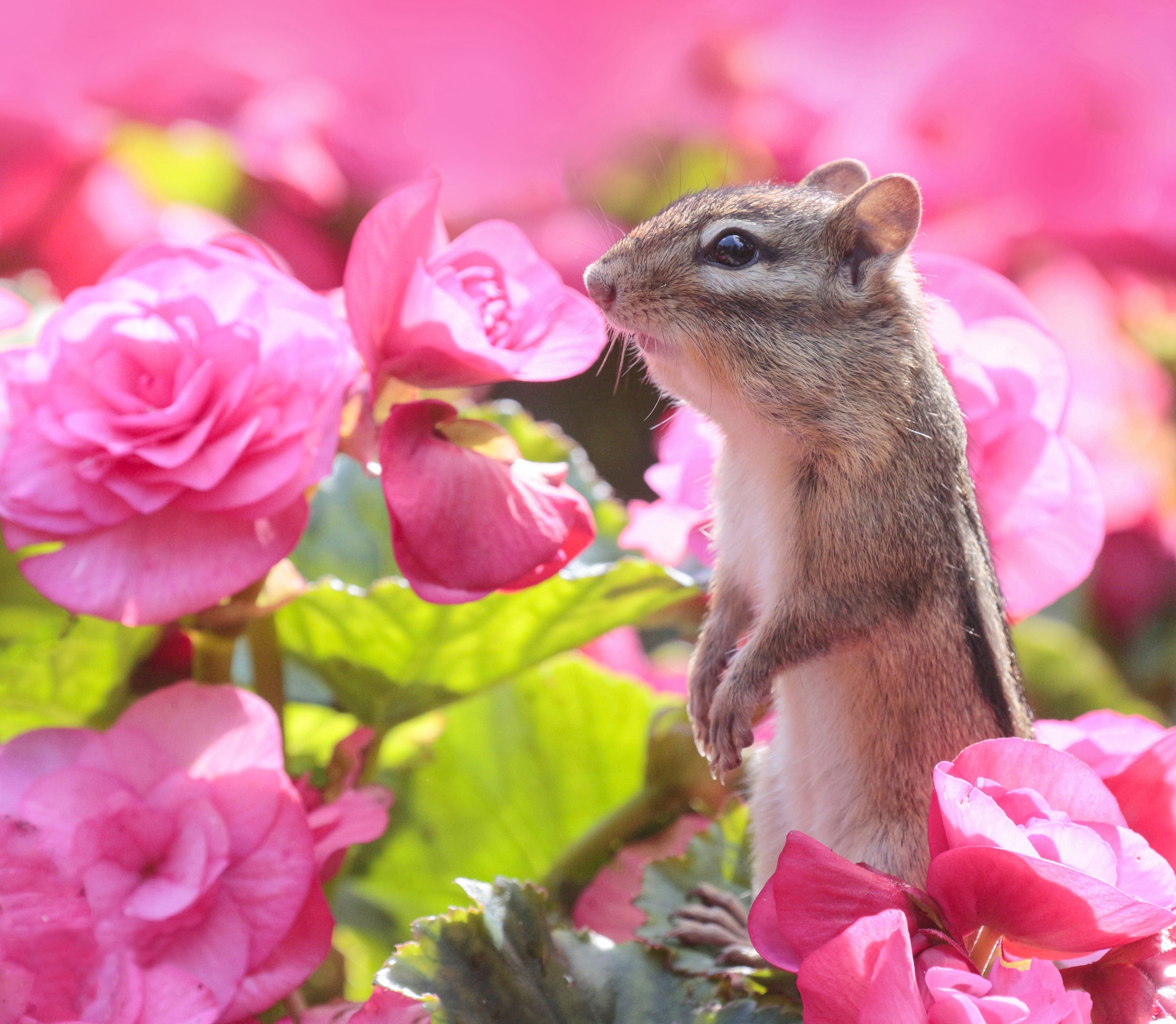 Free download wallpaper Flower, Animal, Rodent, Chipmunk on your PC desktop