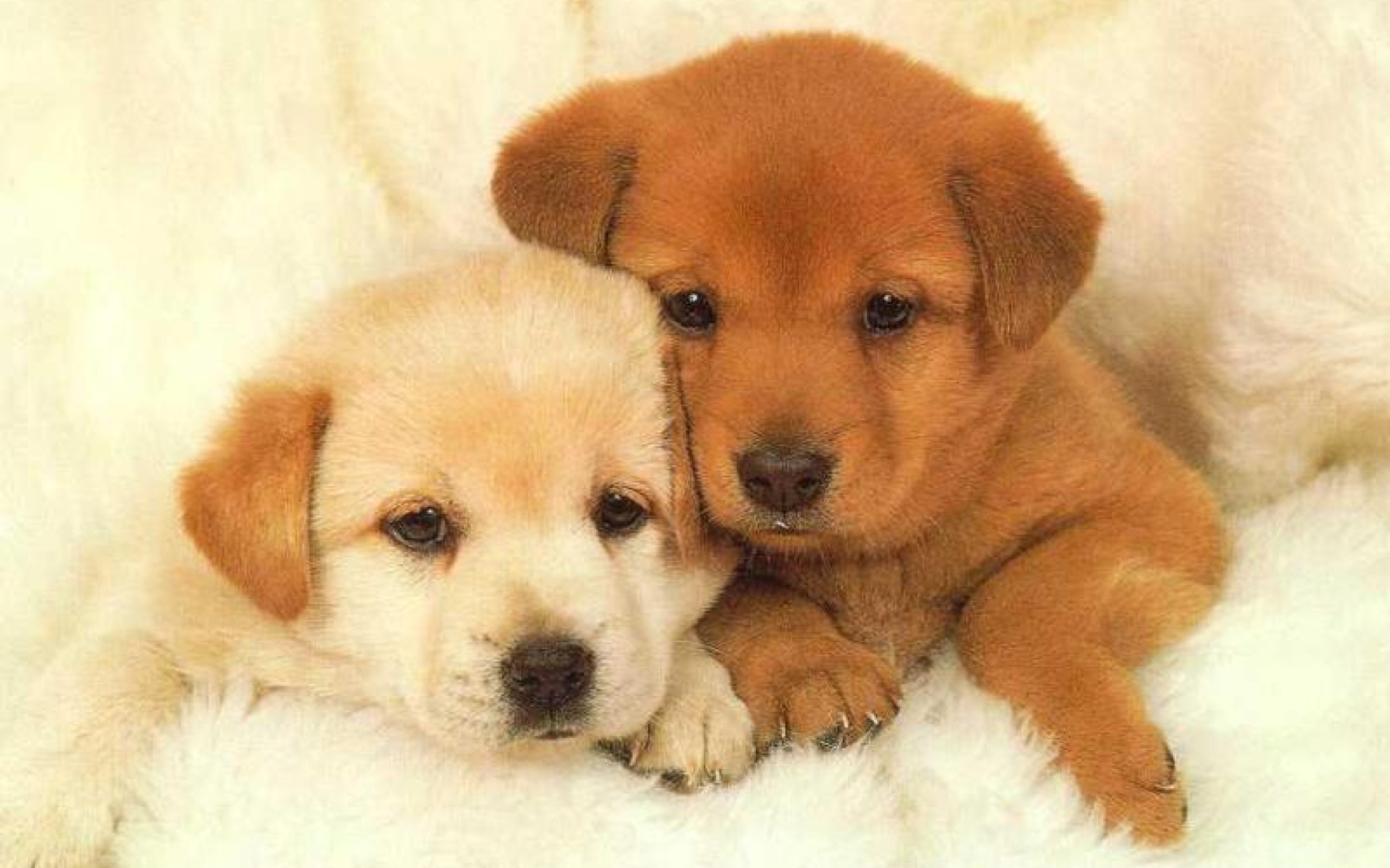 Download mobile wallpaper Animal, Puppy for free.