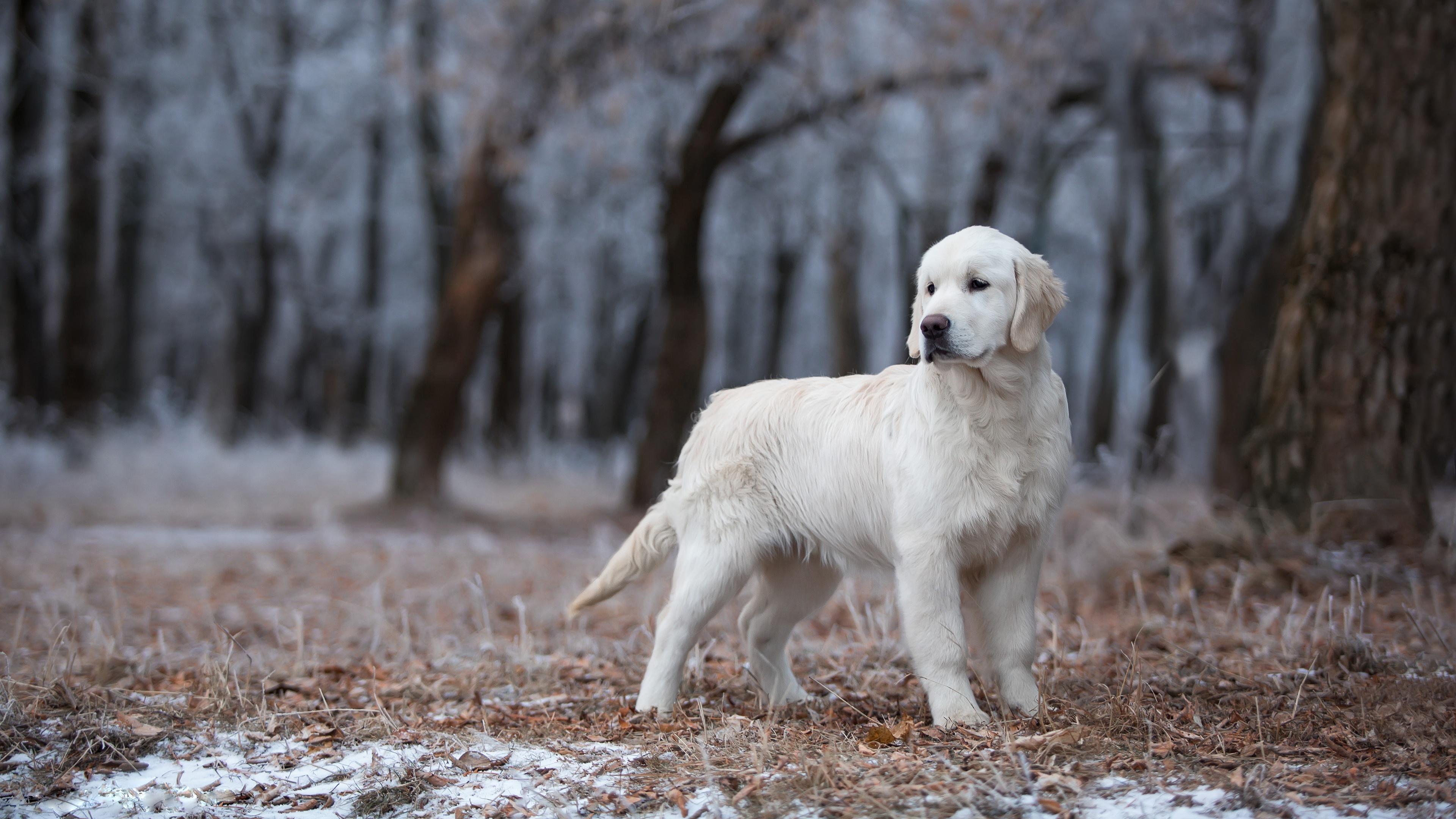 Handy-Wallpaper Tiere, Hunde, Hund, Welpen, Golden Retriever, Tierbaby, Tiefenschärfe kostenlos herunterladen.